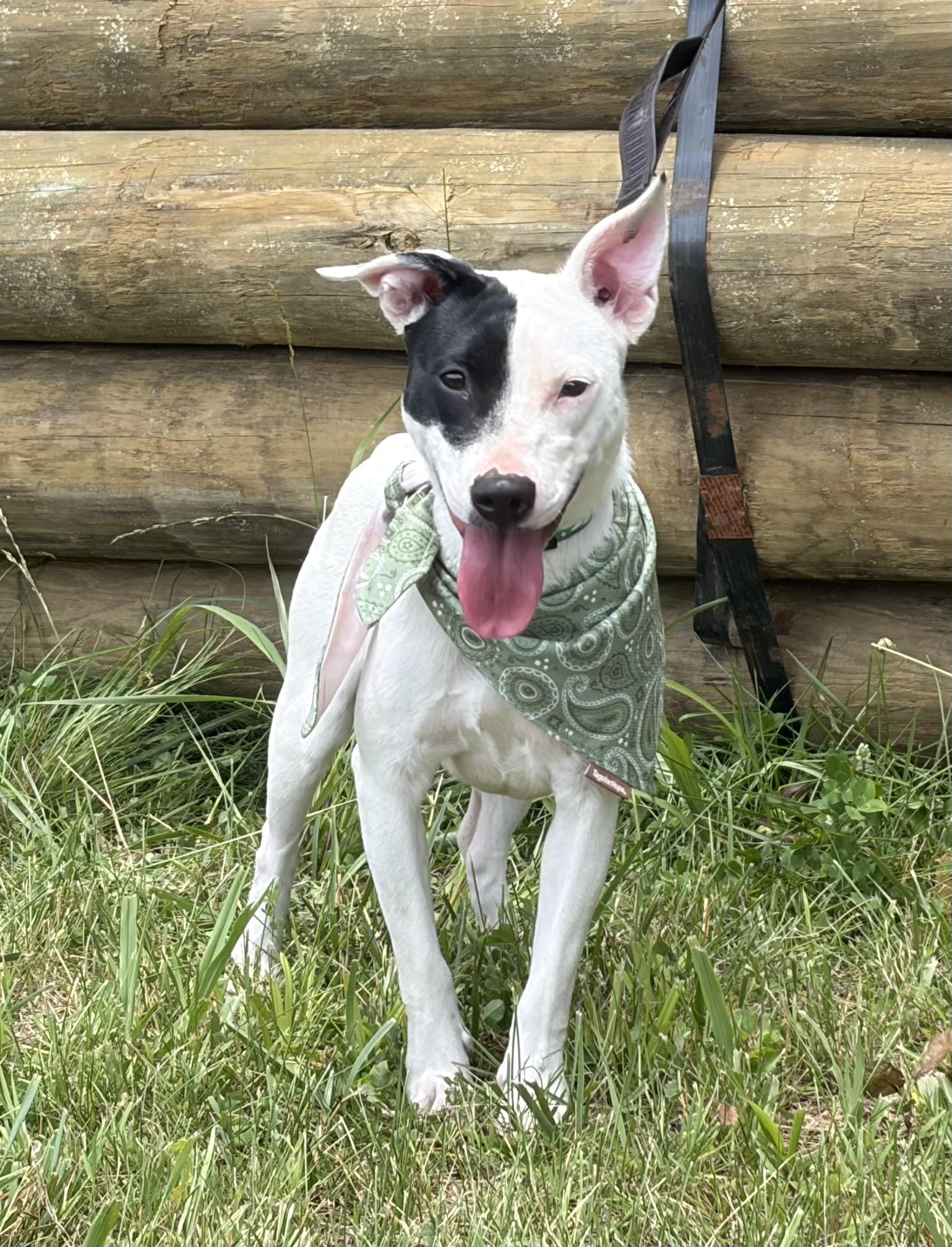 Enlarge Jasmine, a ADOPTABLE mixed breed in Warrenton, VA image 2/5