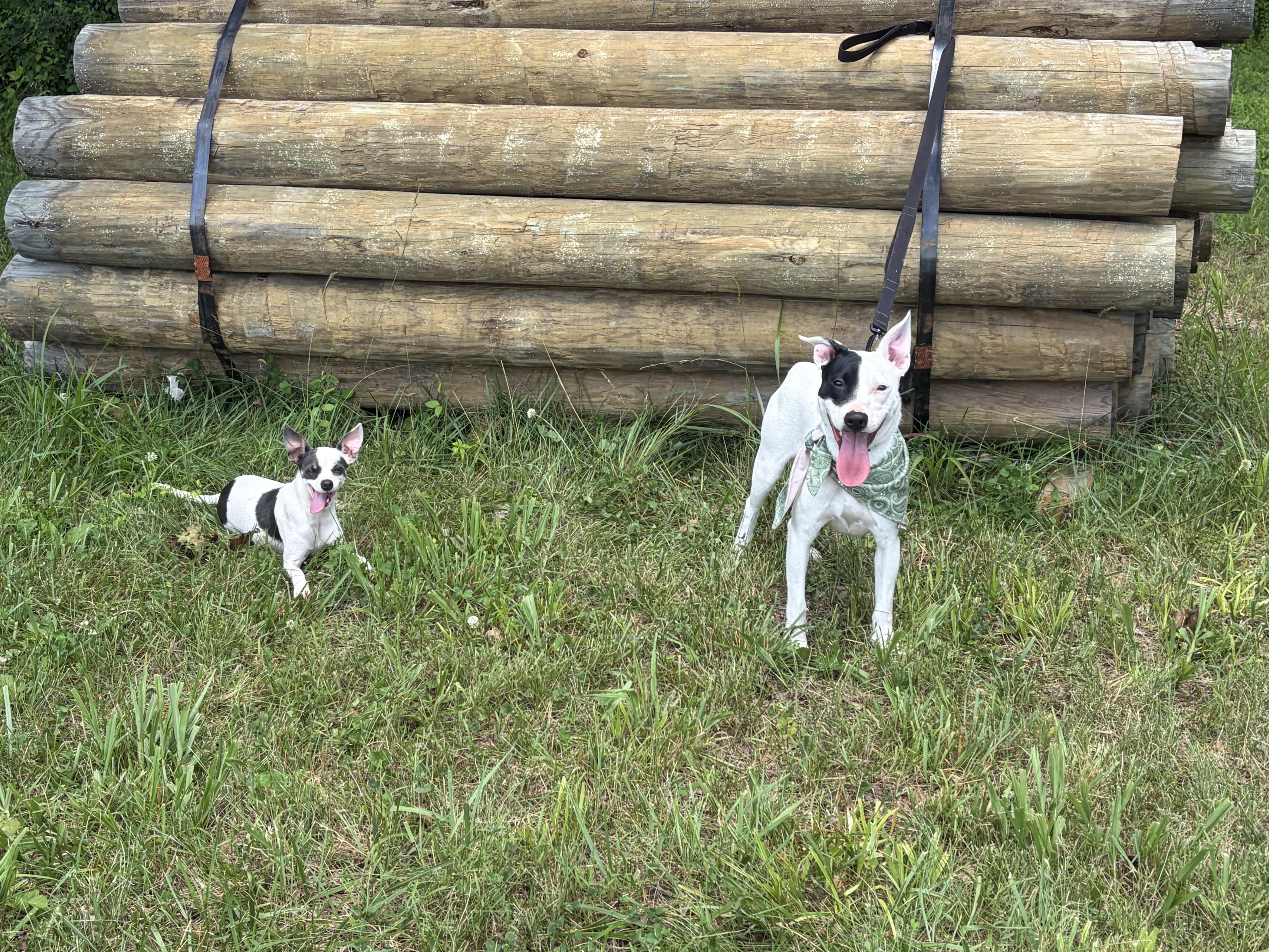 Enlarge Jasmine, a ADOPTABLE mixed breed in Warrenton, VA image 5/5