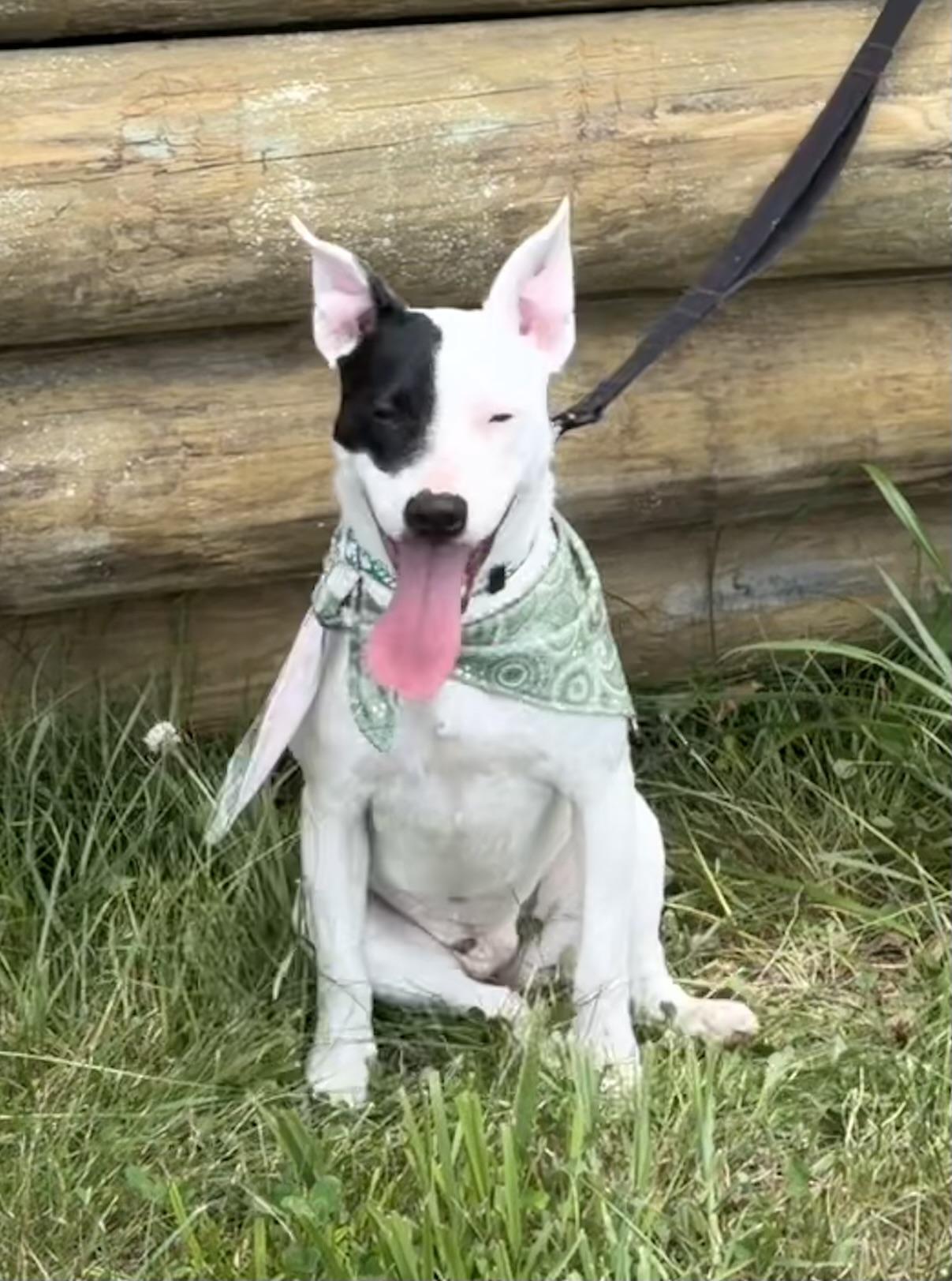 Jasmine, ADOPTABLE, Young Female Bull Terrier.
