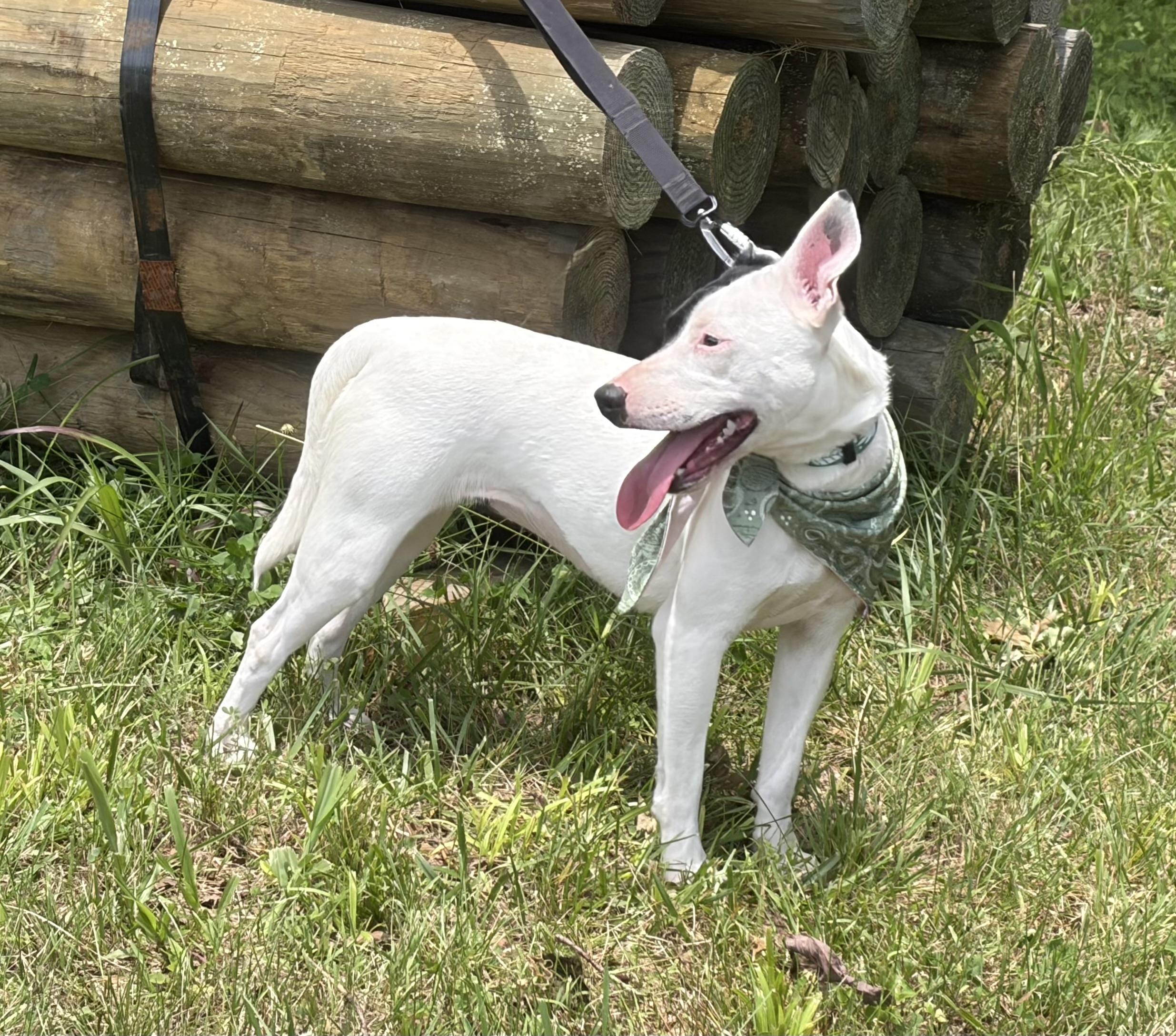 Enlarge Jasmine, a ADOPTABLE mixed breed in Warrenton, VA image 4/5