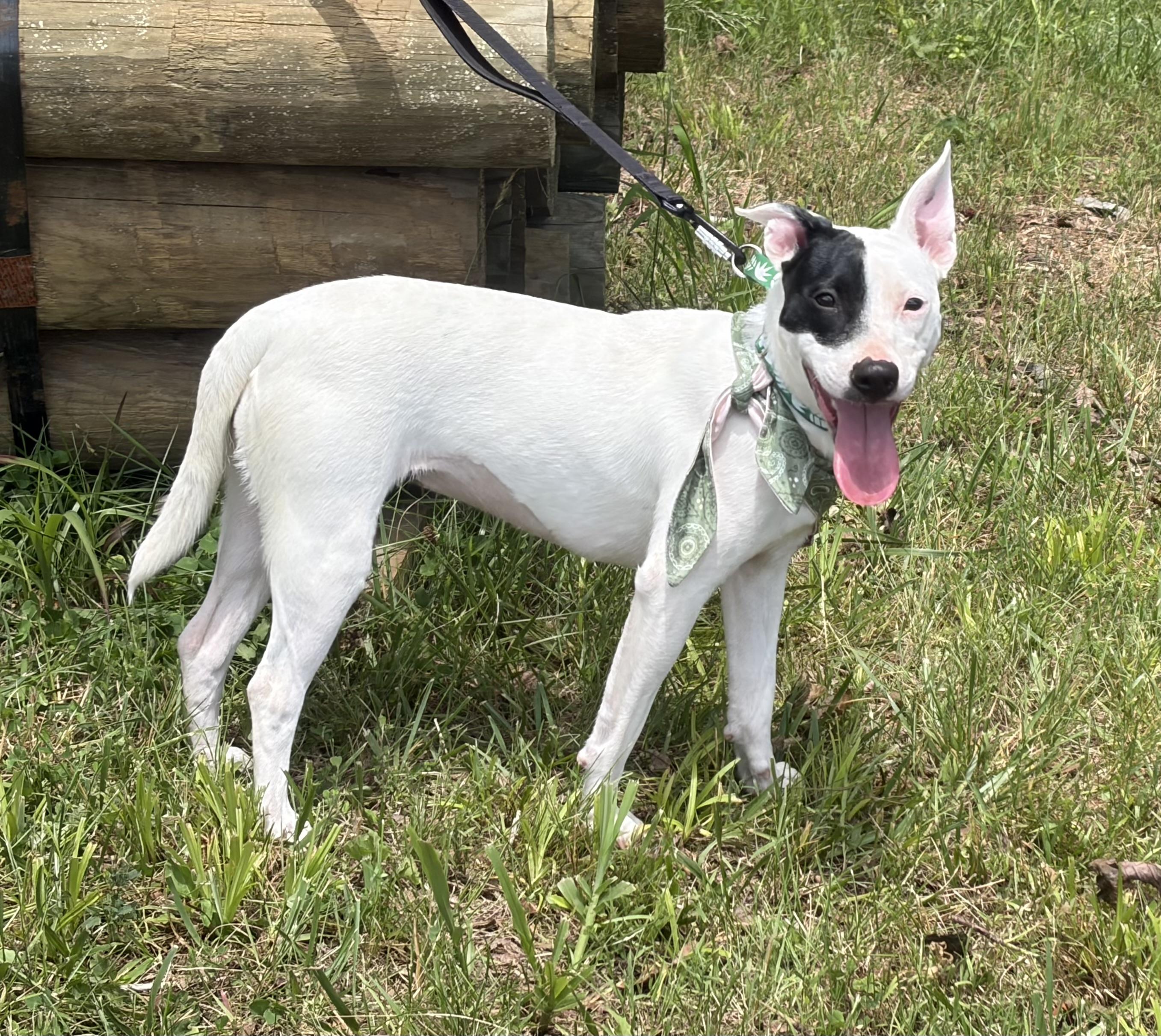 Enlarge Jasmine, a ADOPTABLE mixed breed in Warrenton, VA image 3/5