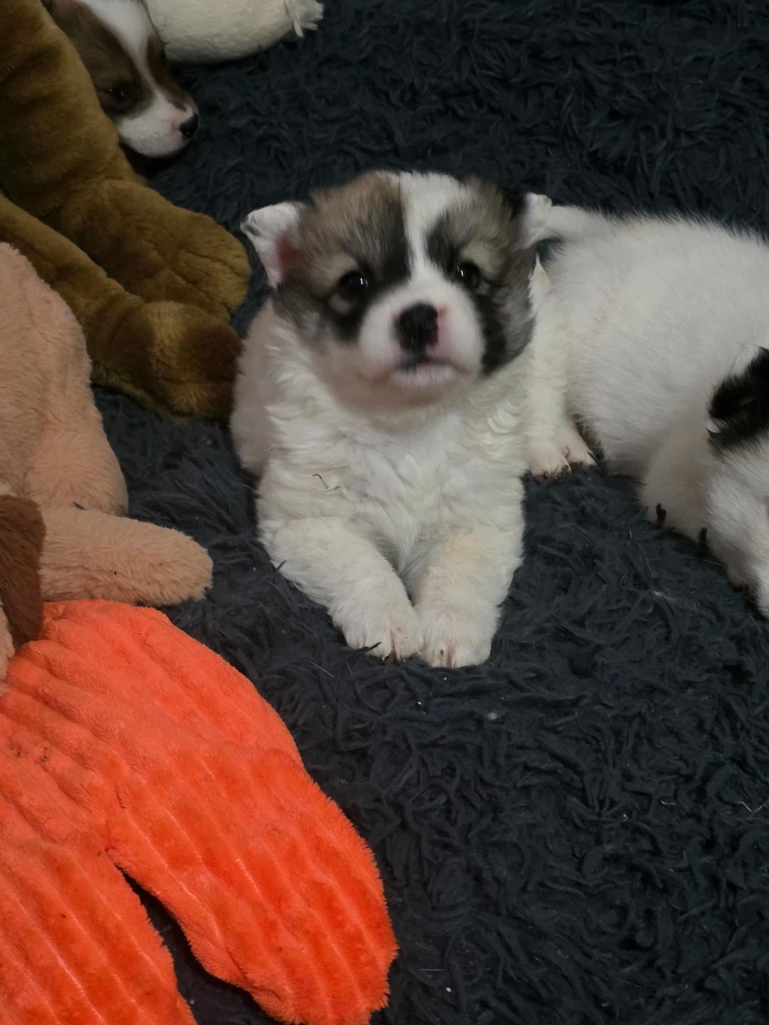 Kylie w/ VIDEO, Adoptable, Puppy Female Australian Shepherd & Golden Retriever.