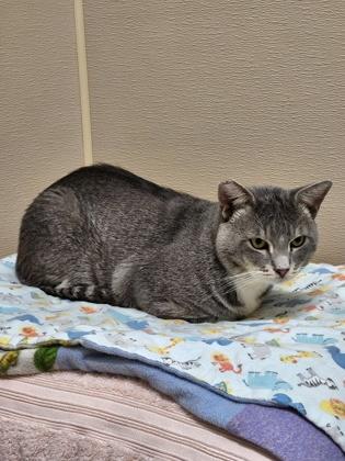 Ghost, Adoptable, Adult Male Domestic Short Hair & Domestic Short Hair.