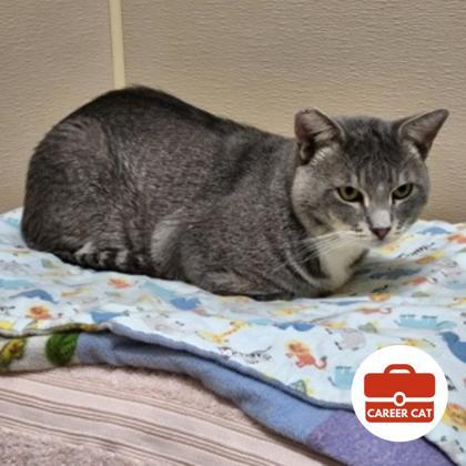 Enlarge Ghost, a Adoptable mixed breed in Roseville, CA image 2/2