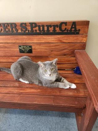 Ghost, Adoptable, Adult Male Domestic Short Hair & Domestic Short Hair.