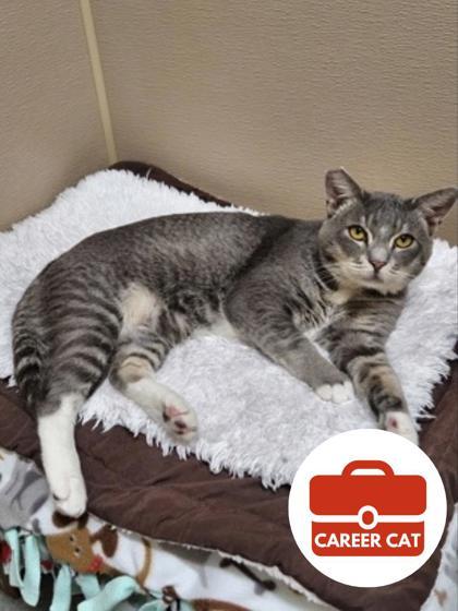 Enlarge Ghost, a Adoptable mixed breed in Roseville, CA image 2/2
