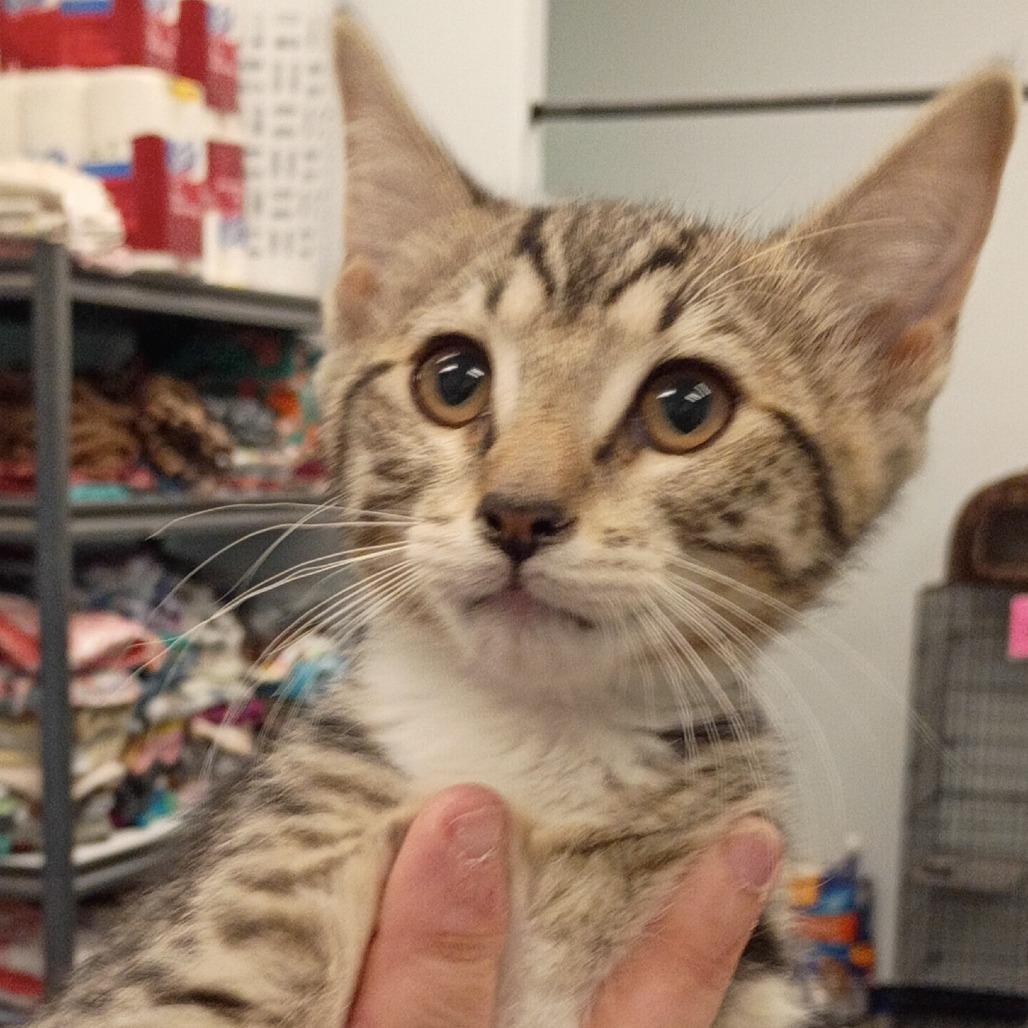 Enlarge Cally, a Adoptable Domestic Short Hair in Show Low, AZ image 1/3