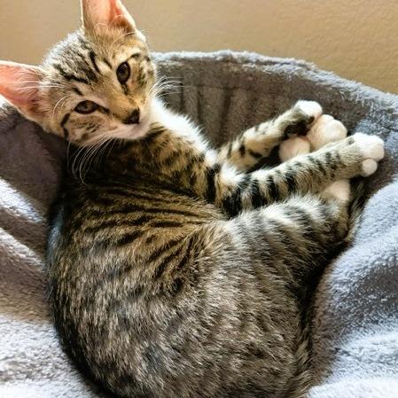 Enlarge Cally, a Adoptable Domestic Short Hair in Show Low, AZ image 2/3