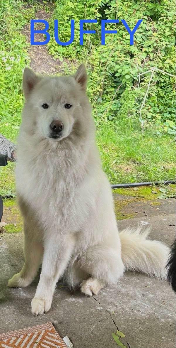 Buffy, ADOPTABLE, Young Male Alaskan Malamute.