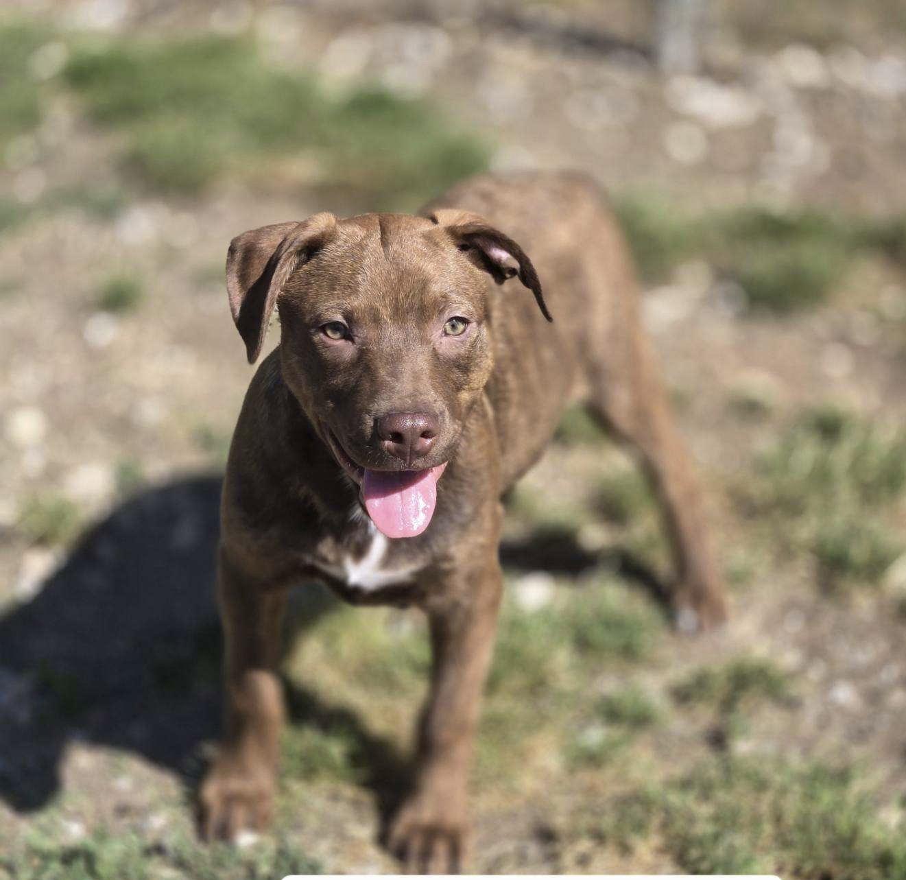 Enlarge Buzz, a Adoptable Mixed Breed in Chatsworth, GA image 1/1