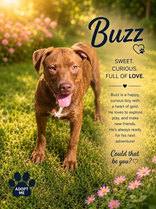 Buzz, a Adoptable Mixed Breed in Chatsworth, GA image 2/2