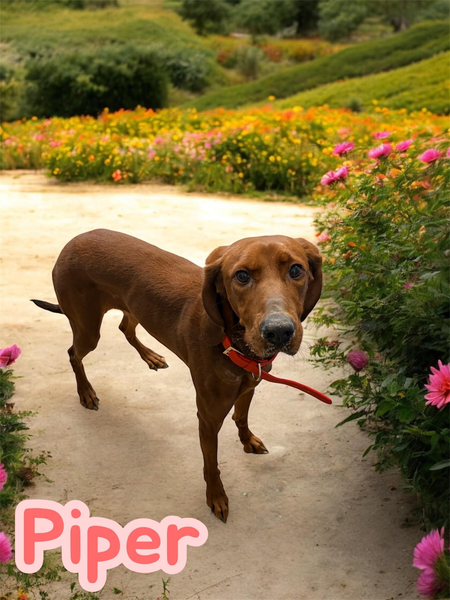 Piper, ADOPTABLE, Adult Female Redbone Coonhound.