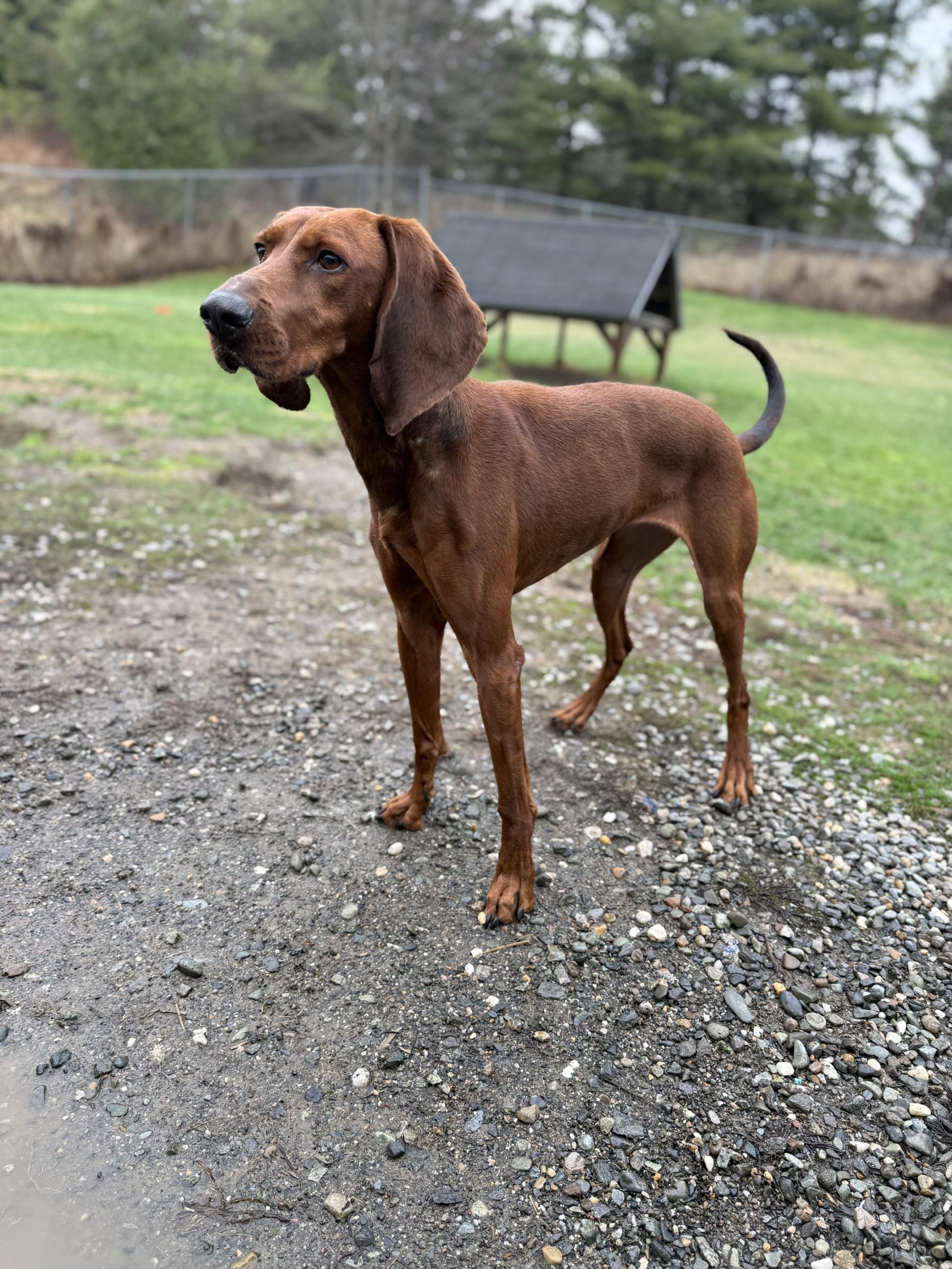 Enlarge Piper, a ADOPTABLE Redbone Coonhound in Orleans, VT image 2/2