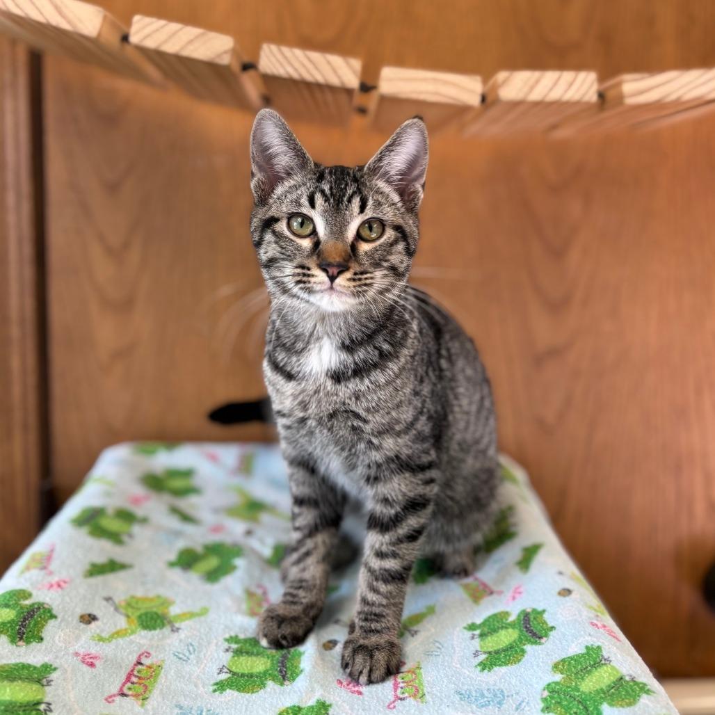 Van Gogh--In Foster, Adoptable, Kitten Male Domestic Short Hair.