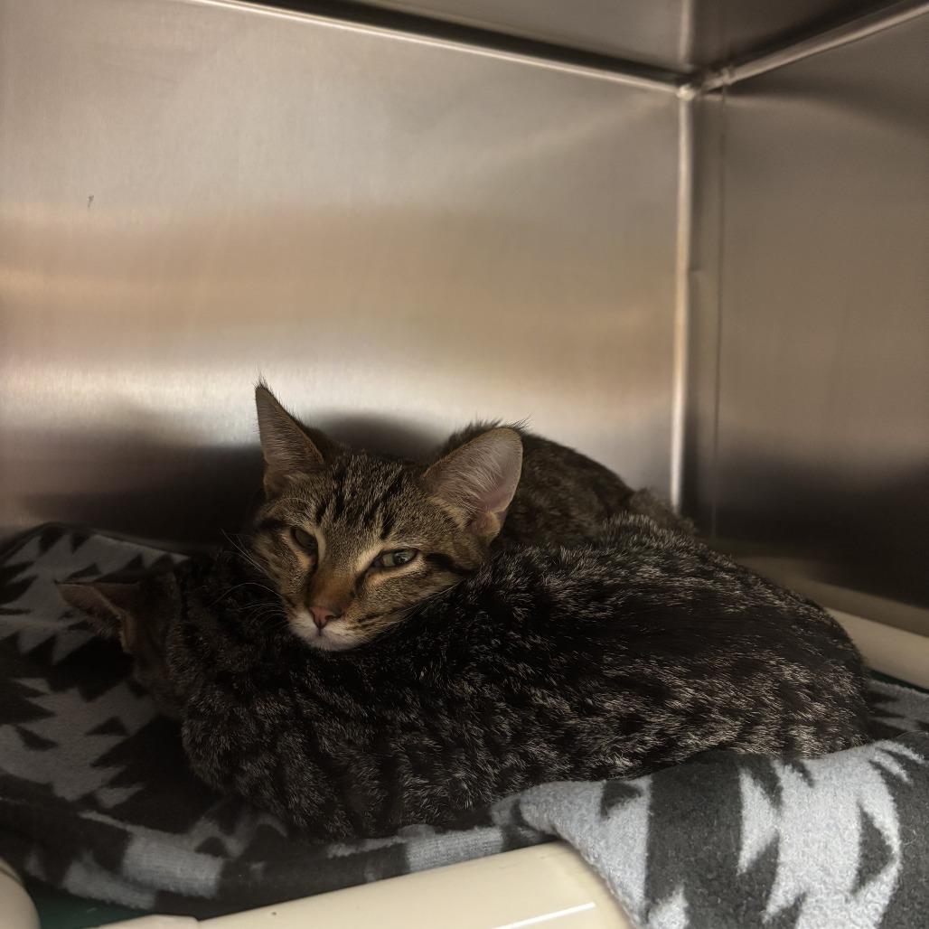 Van Gogh--In Foster, a Adoptable Domestic Short Hair in Fargo, ND image 2/2