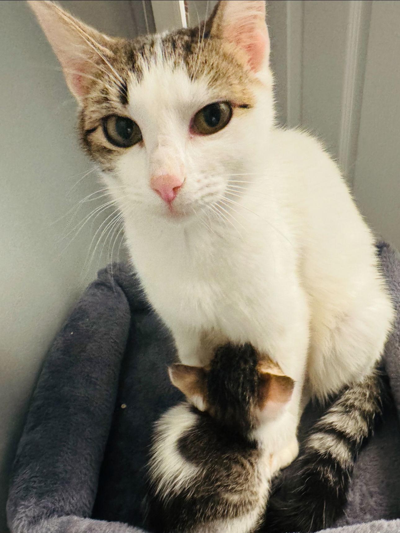 MOMMA PEACH, Adoptable, Adult Female Tabby.