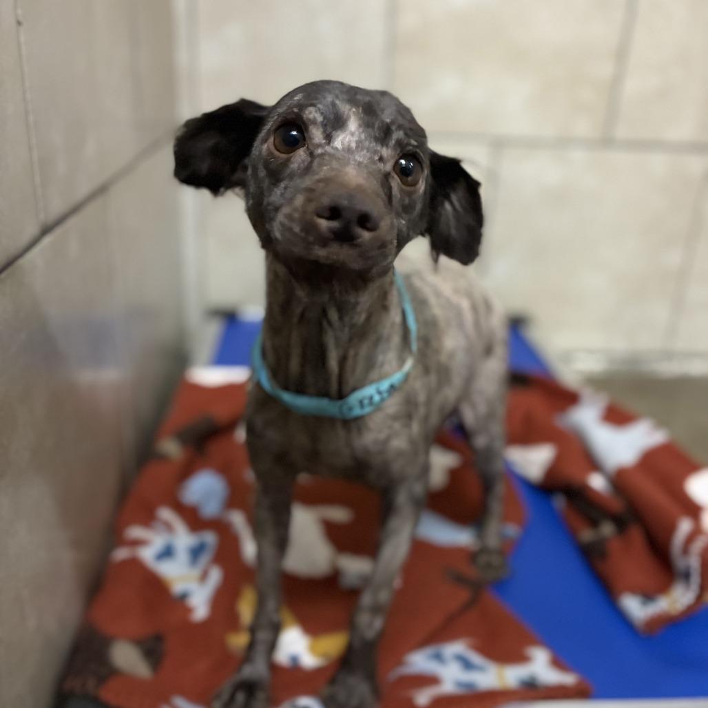 Enlarge Greta, a Adoptable Miniature Schnauzer in Eureka Springs, AR image 1/1