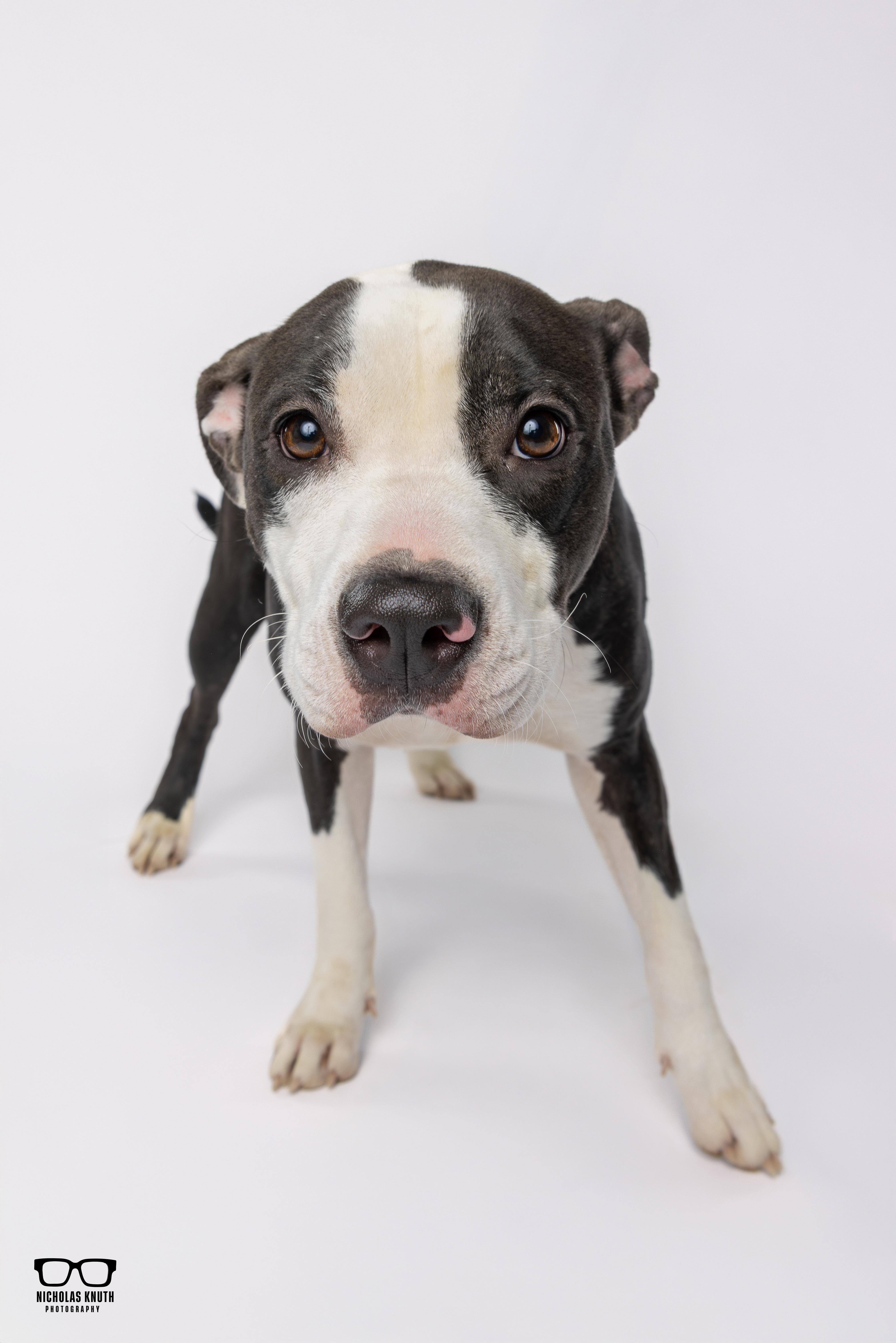 Enlarge Risa, an adopted mixed breed in Palatine, IL image 5/5