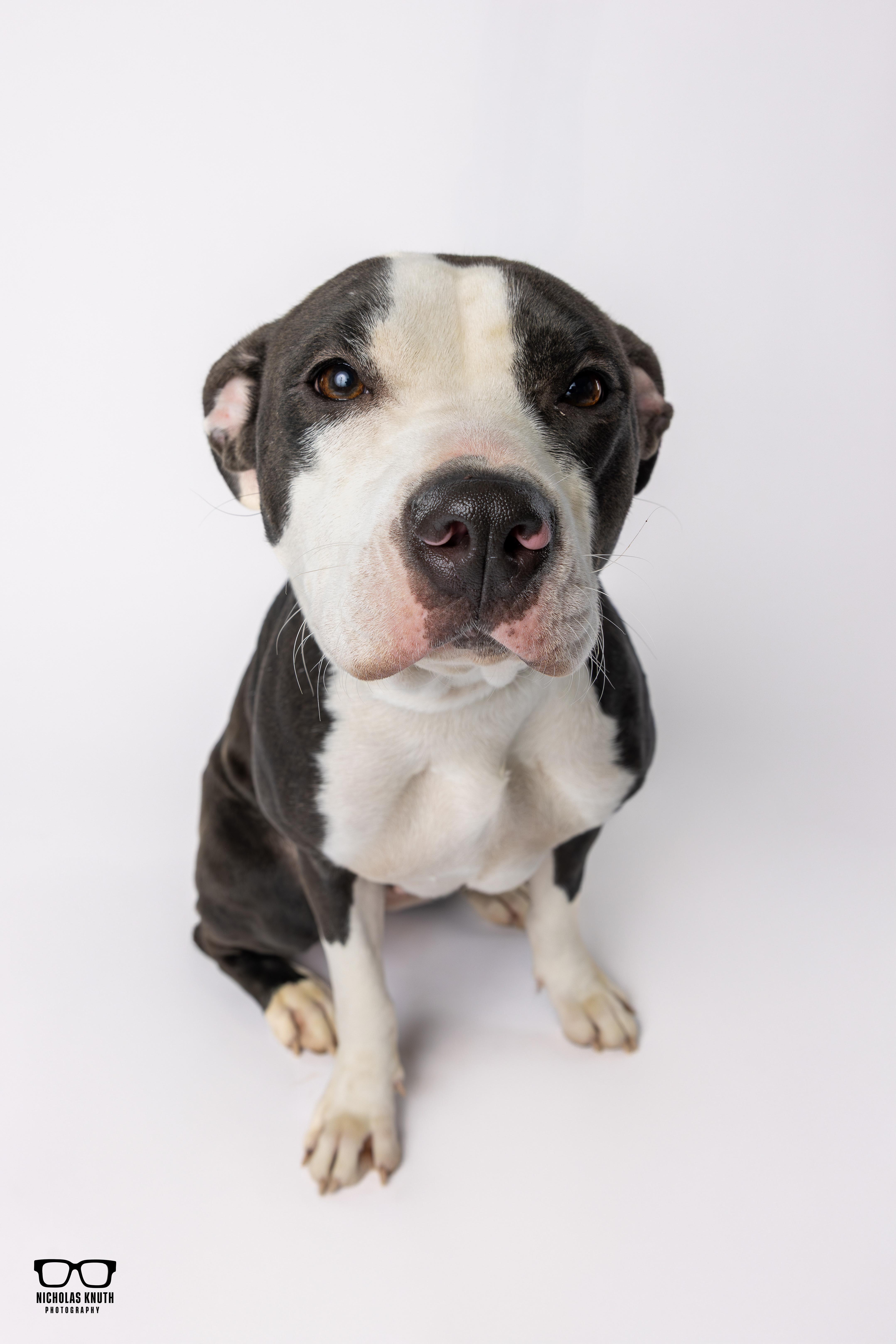 Enlarge Risa, an adopted mixed breed in Palatine, IL image 3/5