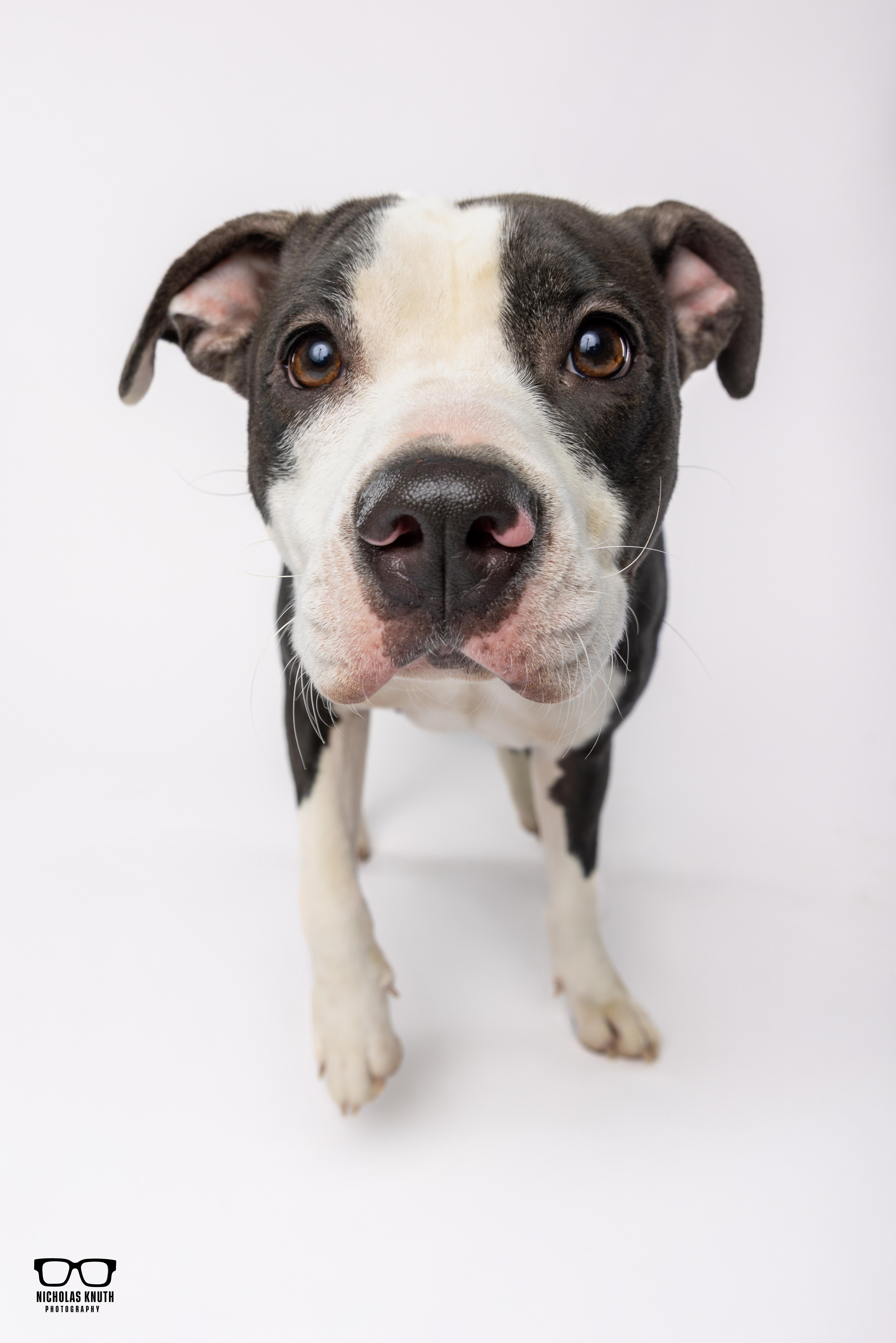 Risa, adopted, Young Female Border Collie & Terrier.