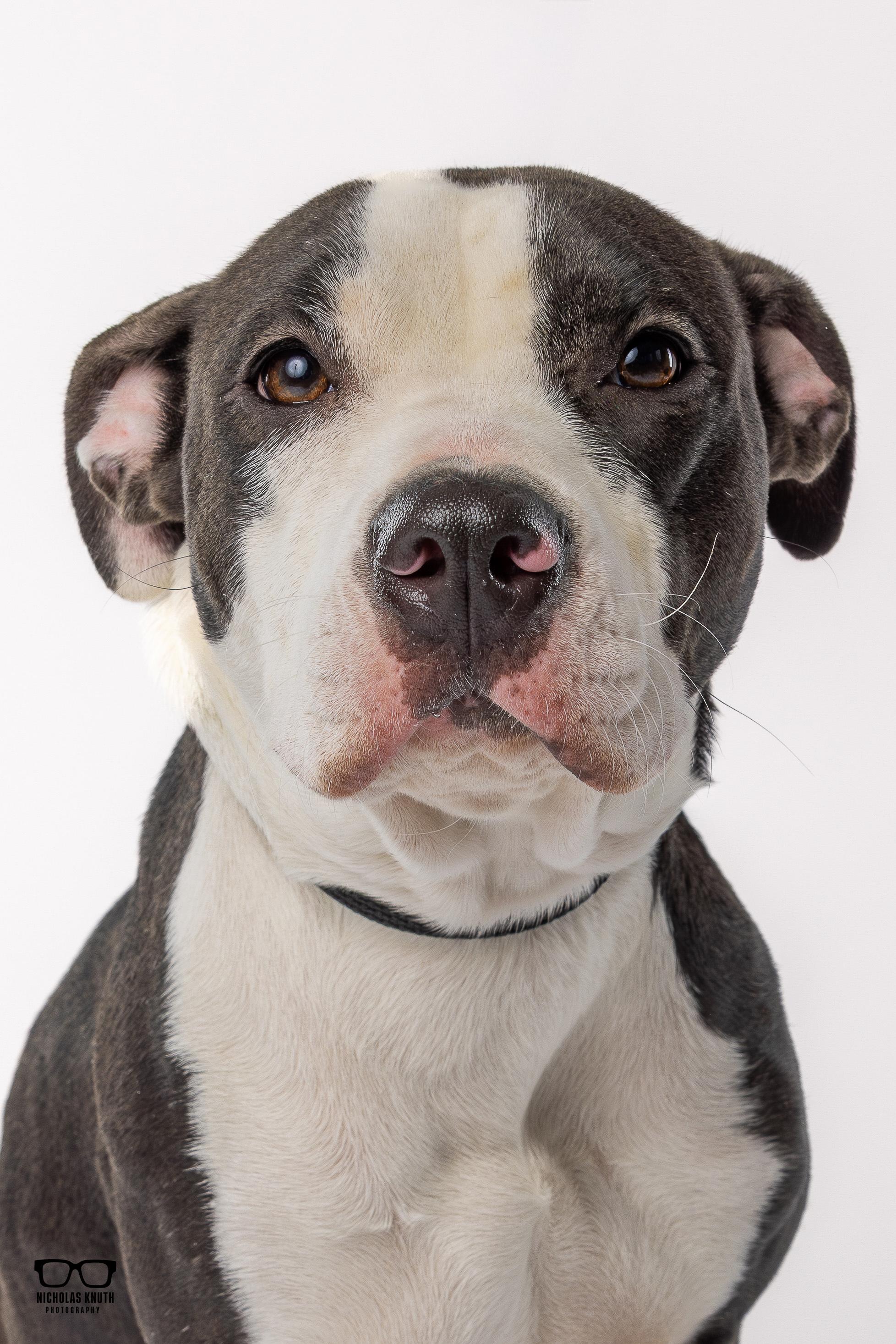 Enlarge Risa, an adopted mixed breed in Palatine, IL image 2/5