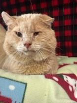 Enlarge Buffy, a ADOPTABLE Domestic Short Hair in Manitowoc, WI image 1/1
