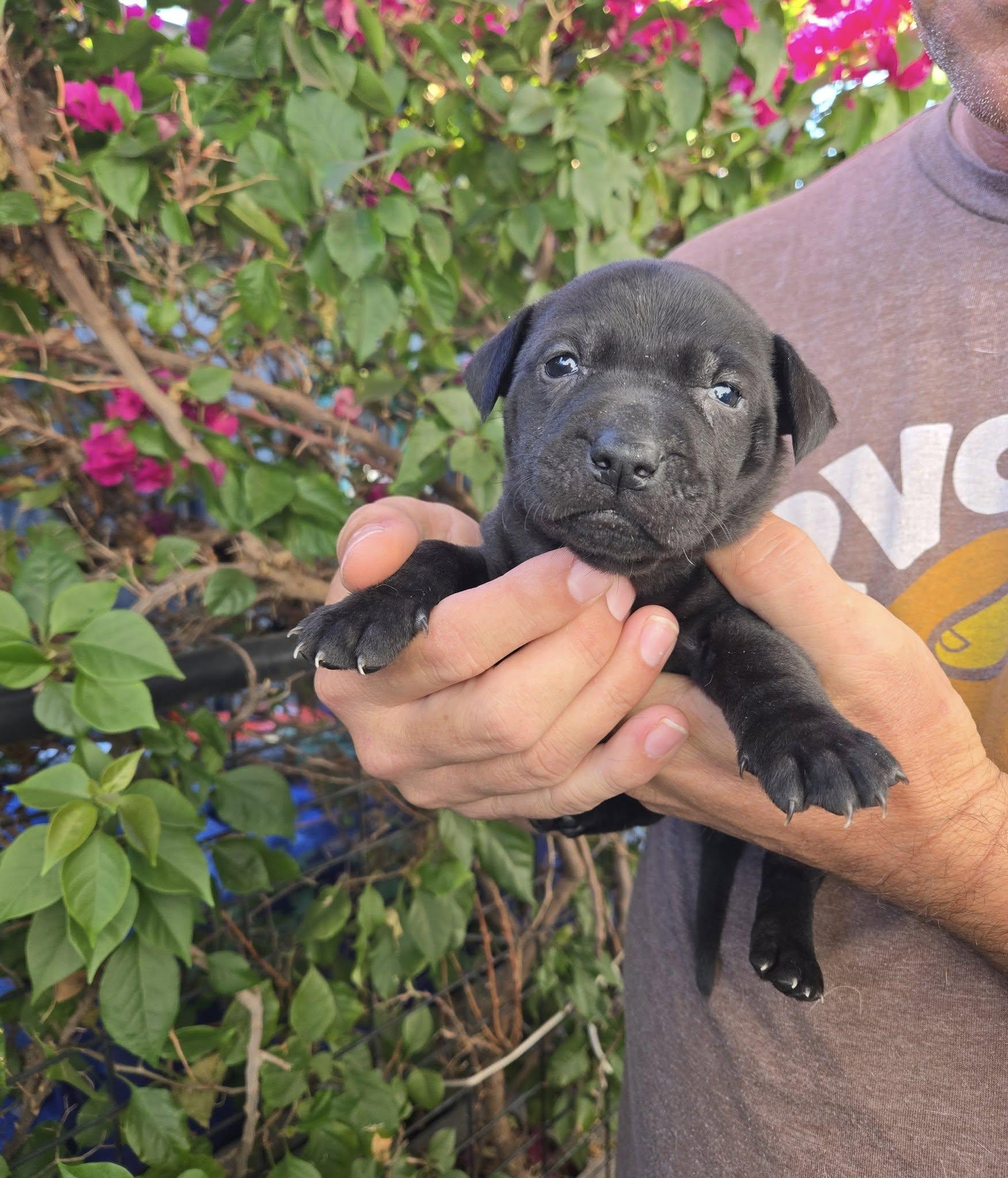 Flower, ADOPTABLE, Puppy Female Black Labrador Retriever & Dachshund.