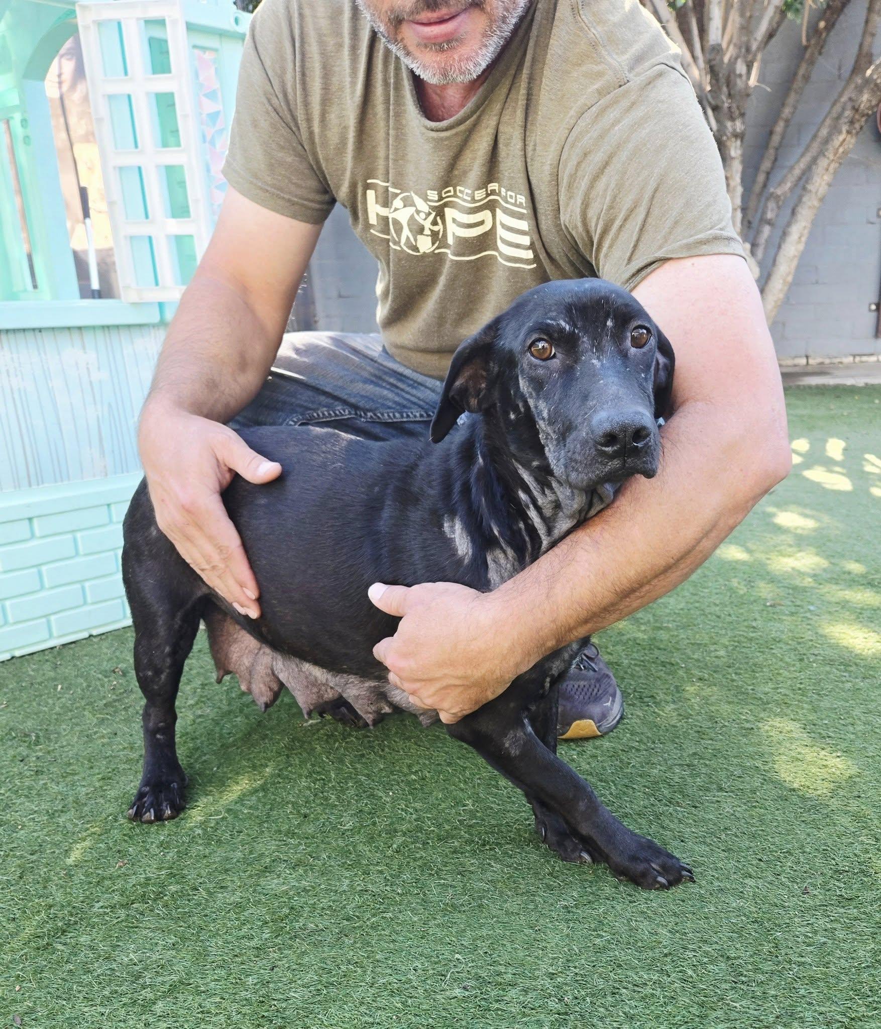 Enlarge Flower, a ADOPTABLE mixed breed in Phoenix, AZ image 3/3