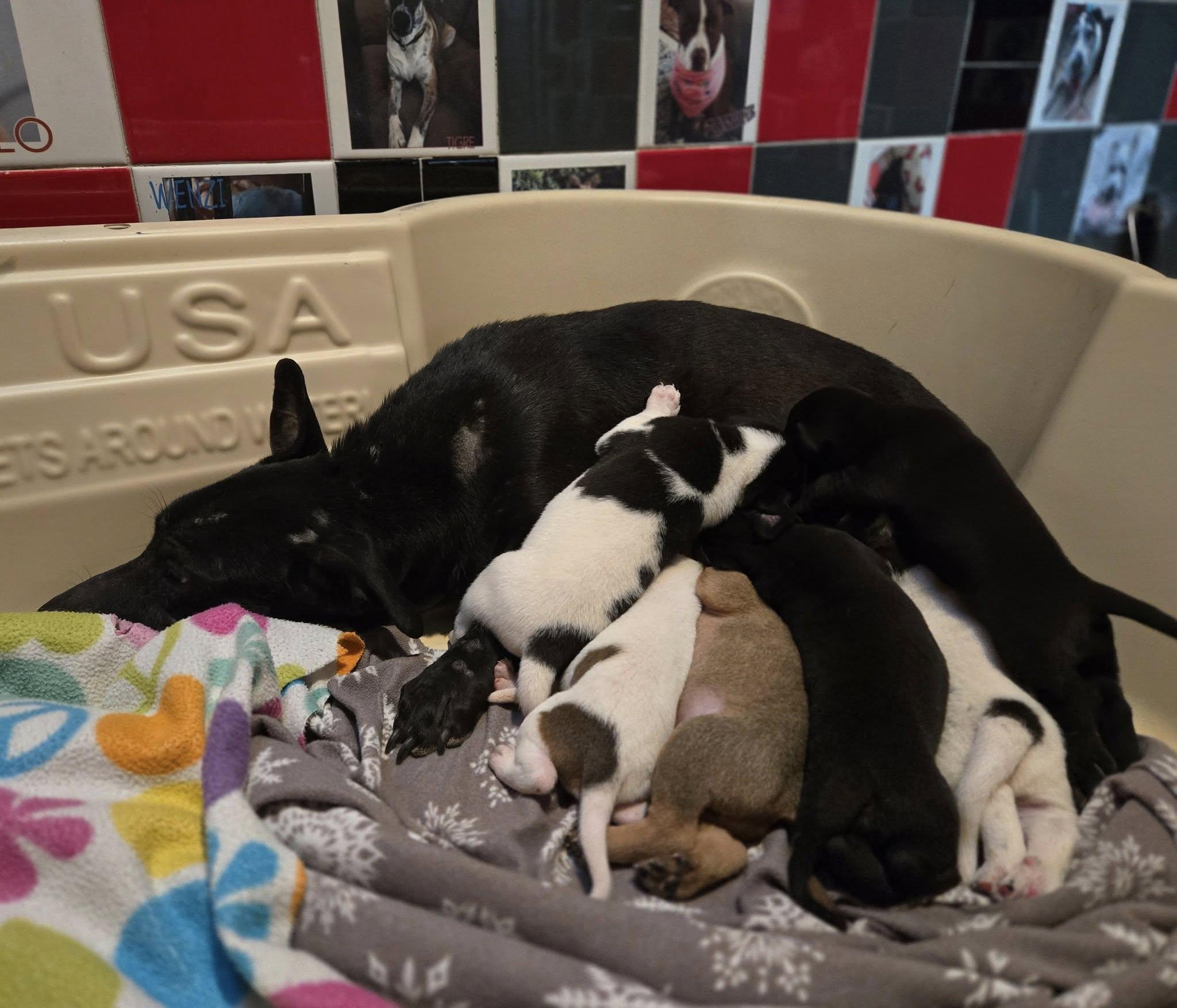 Enlarge Flower, a ADOPTABLE mixed breed in Phoenix, AZ image 2/3