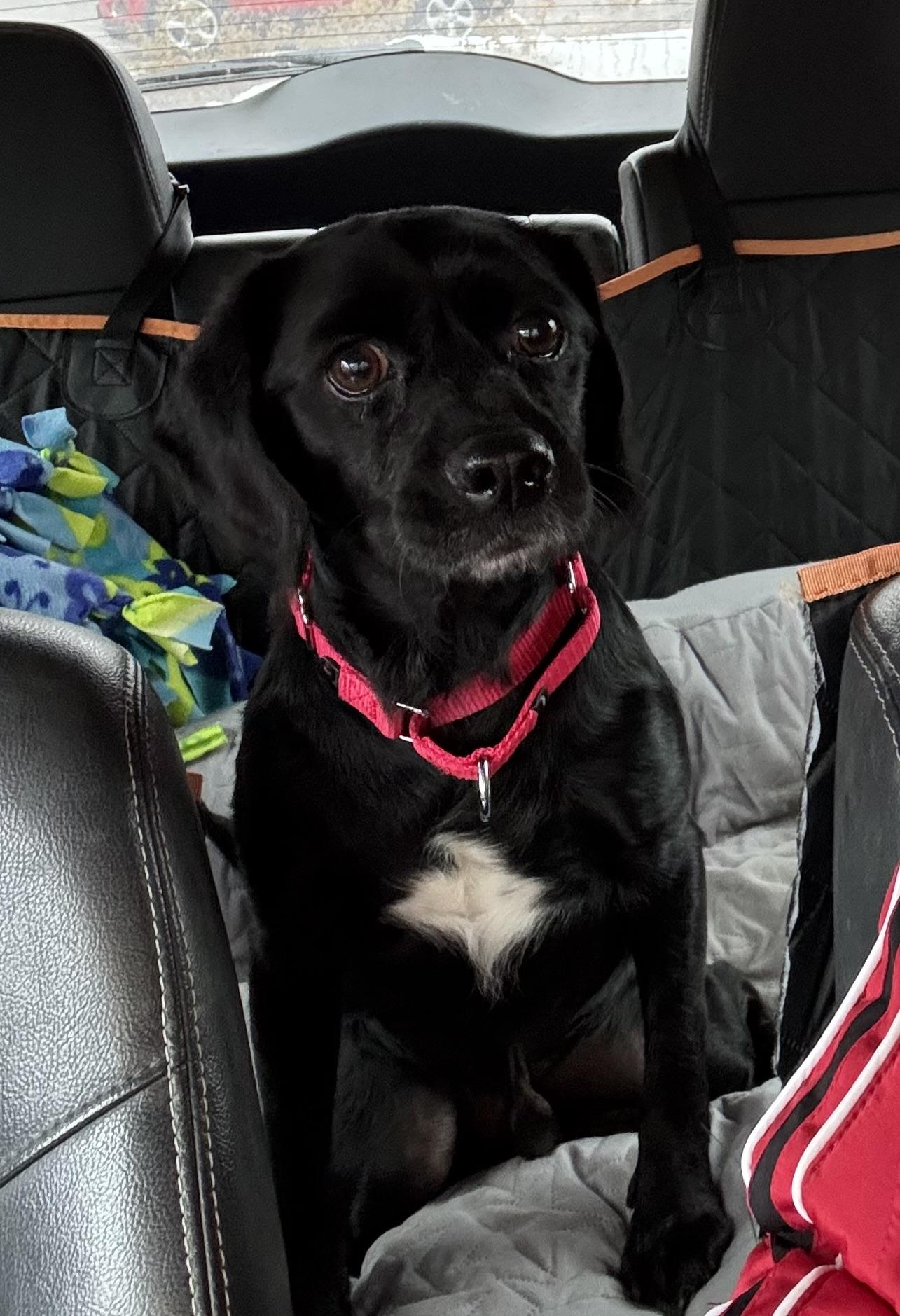 Enlarge Todd, a ADOPTABLE mixed breed in Eagan, MN image 1/2