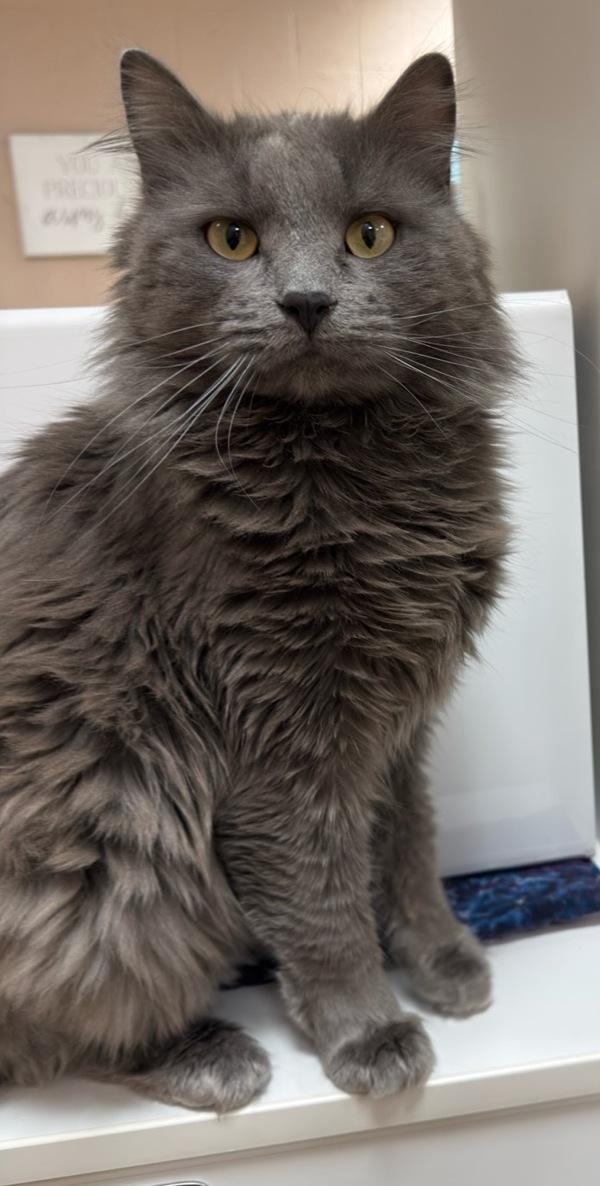 Perry, Adoptable, Adult Male Domestic Medium Hair.