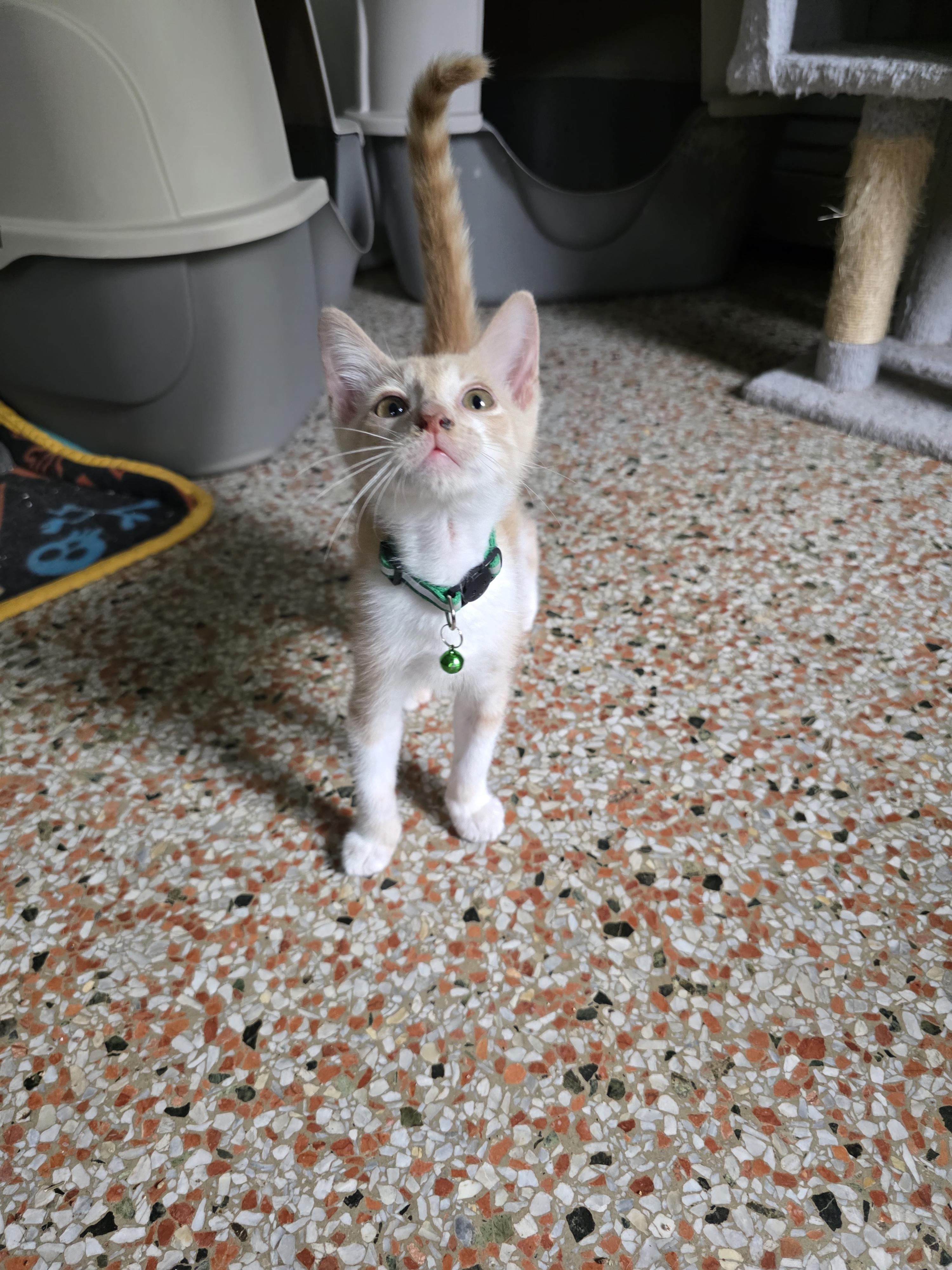 Enlarge Roarie, a Adoptable American Shorthair in Maitland, FL image 3/3