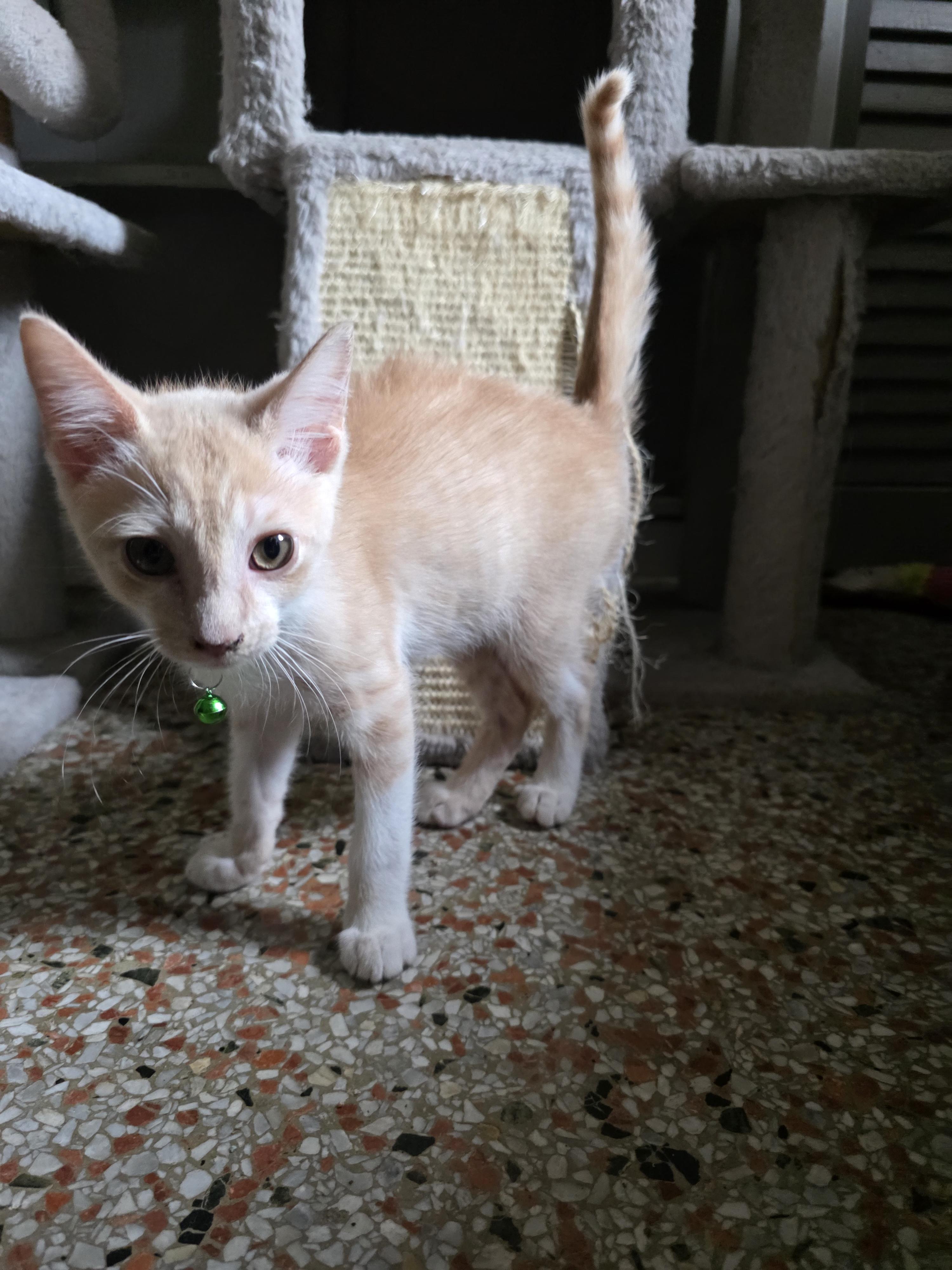 Roarie, Adoptable, Kitten Male American Shorthair.