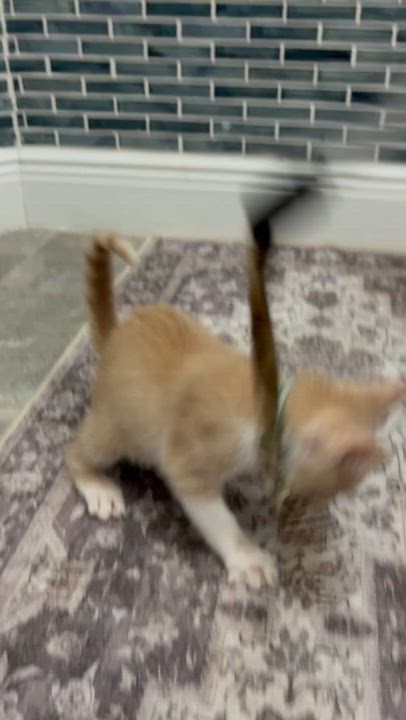 Enlarge Roarie, a Adoptable American Shorthair in Maitland, FL video 2/3