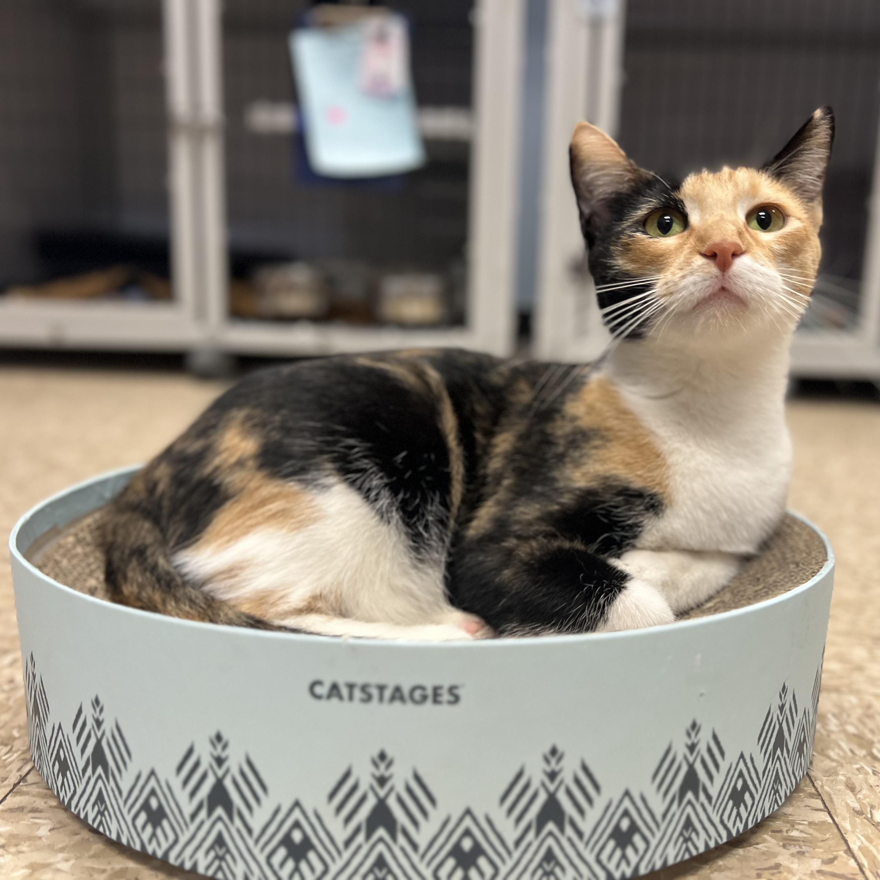Enlarge Sweet Pea - NO FEE (Sponsored by Figueroas Construction), a ADOPTABLE Domestic Short Hair in Fairmont, MN image 1/6