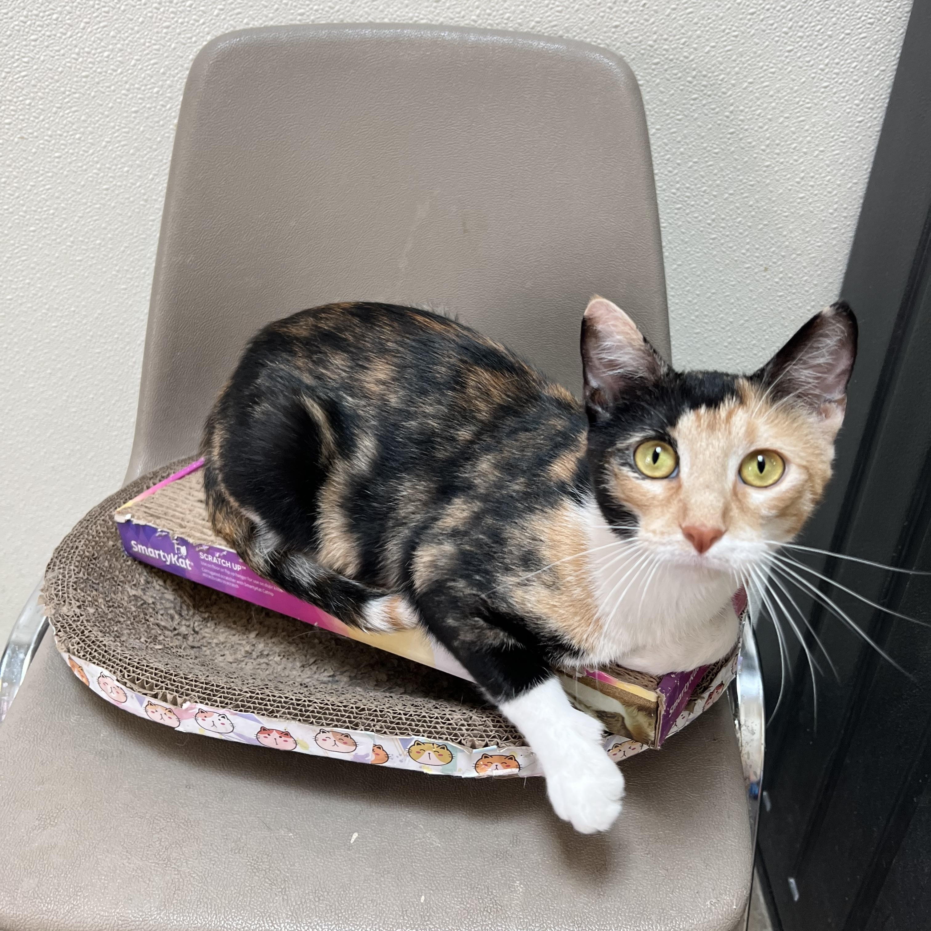 Enlarge Sweet Pea - NO FEE (Sponsored by Figueroas Construction), a ADOPTABLE Domestic Short Hair in Fairmont, MN image 6/6