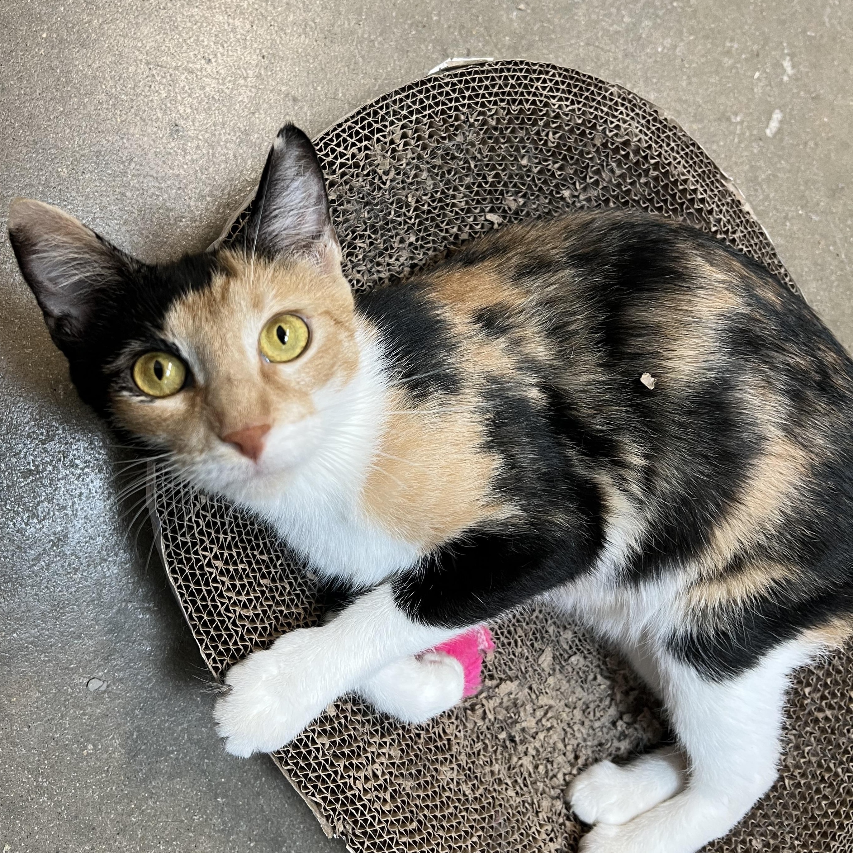 Enlarge Sweet Pea - NO FEE (Sponsored by Figueroas Construction), a ADOPTABLE Domestic Short Hair in Fairmont, MN image 2/6