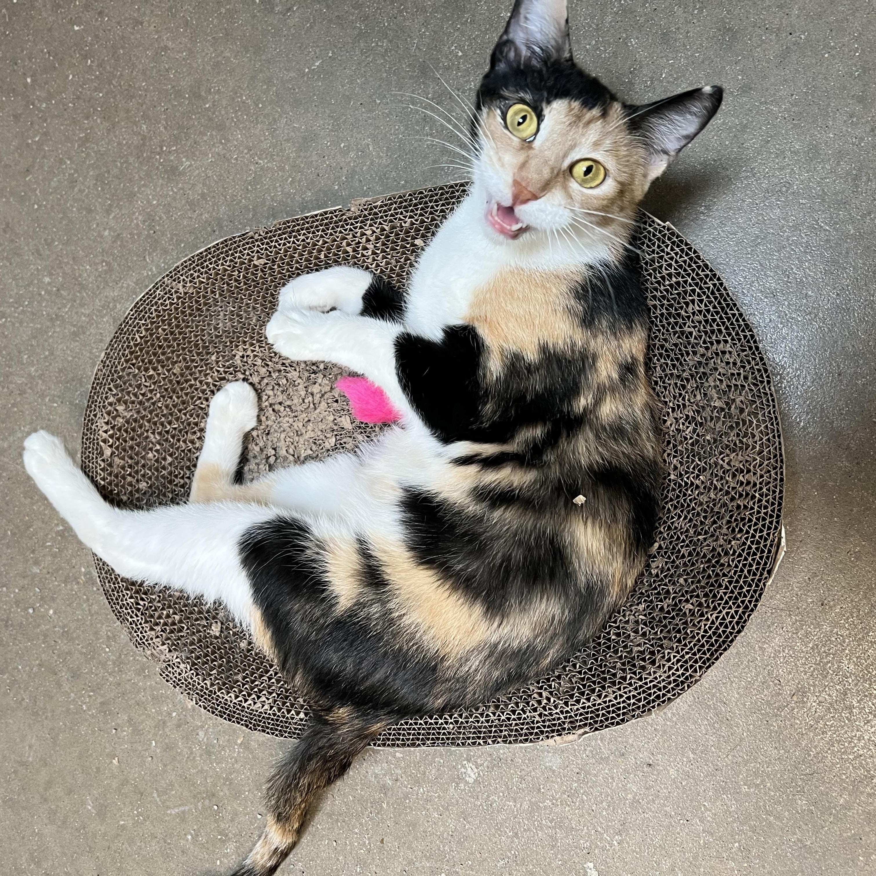 Enlarge Sweet Pea - NO FEE (Sponsored by Figueroas Construction), a ADOPTABLE Domestic Short Hair in Fairmont, MN image 4/6