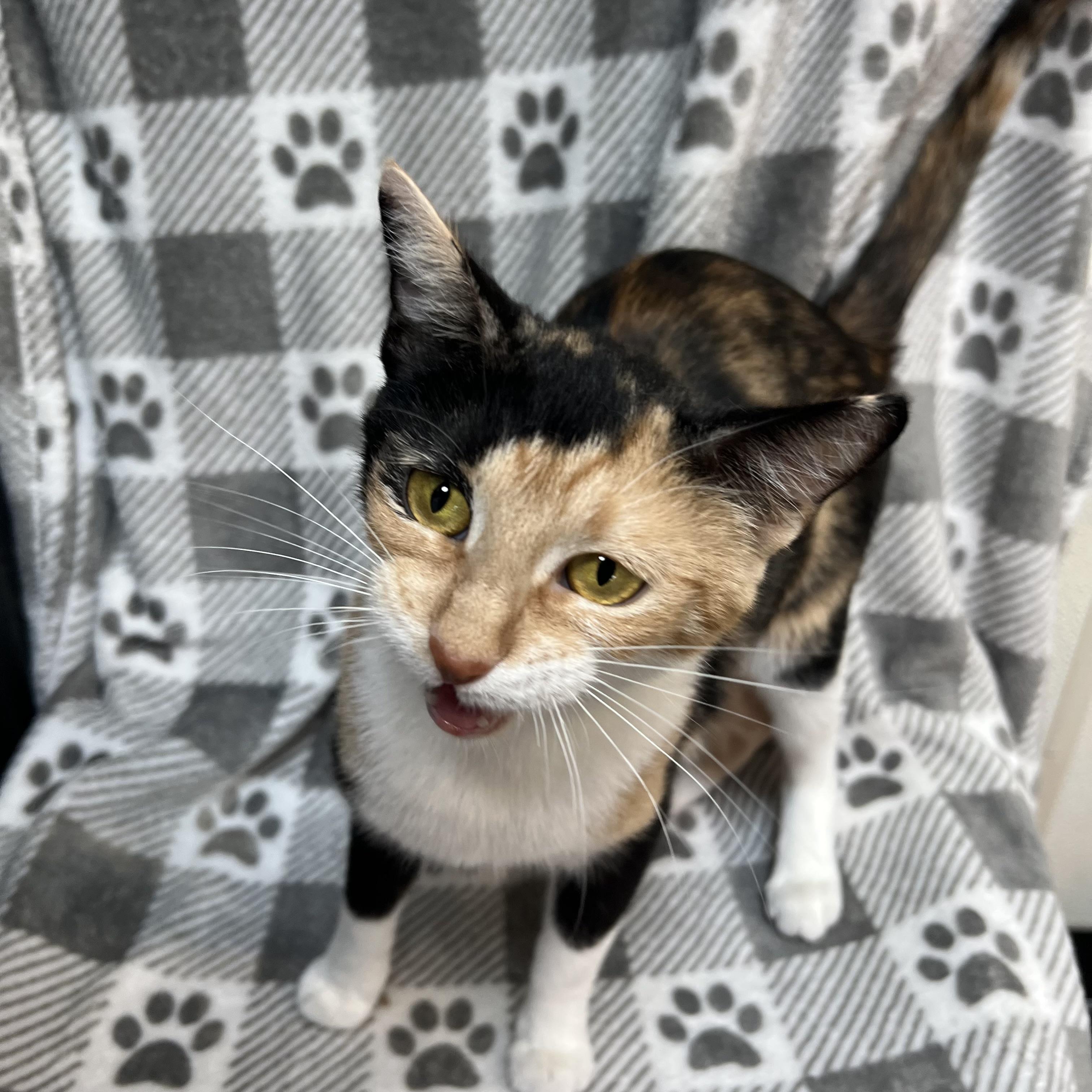 Enlarge Sweet Pea - NO FEE (Sponsored by Figueroas Construction), a ADOPTABLE Domestic Short Hair in Fairmont, MN image 5/6