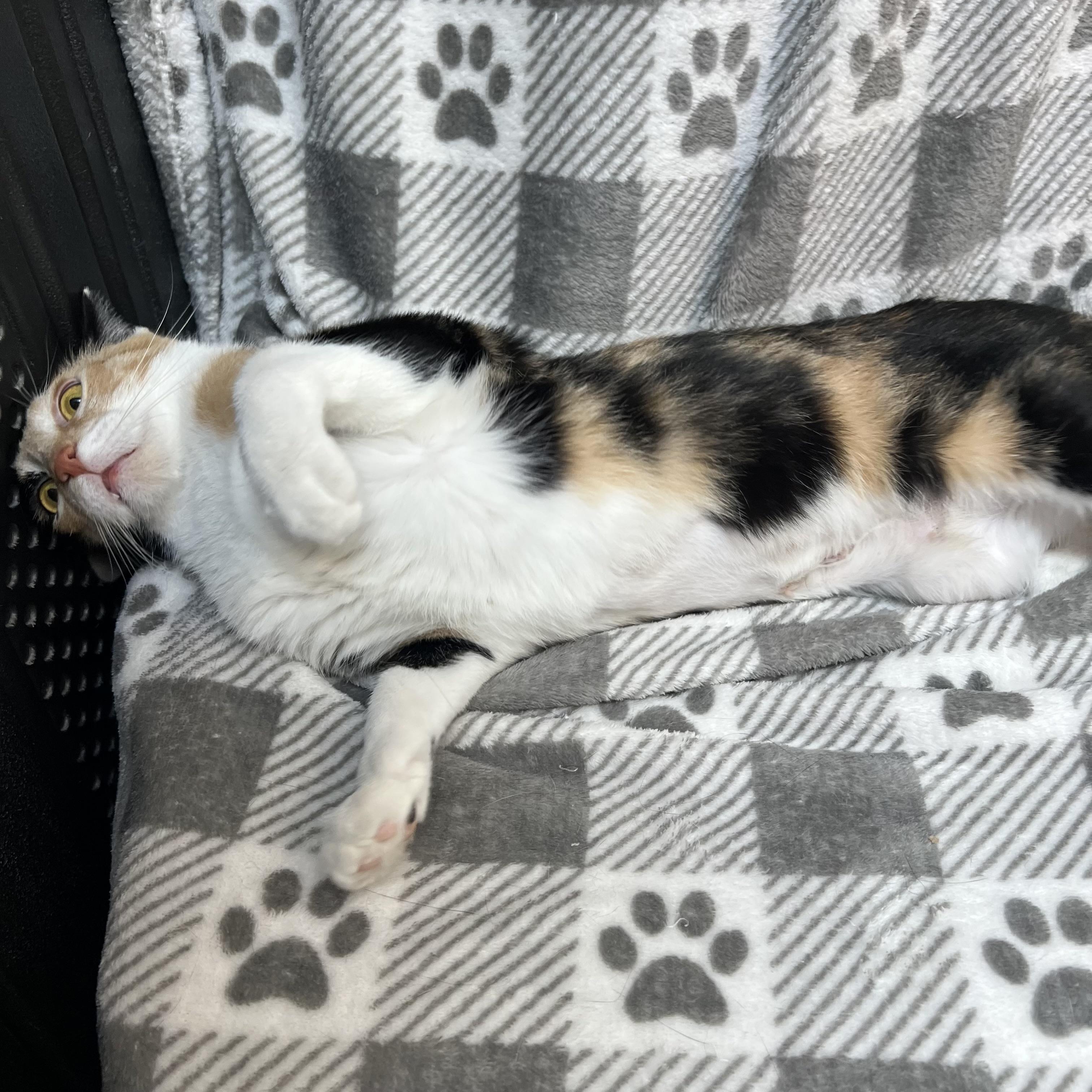 Enlarge Sweet Pea - NO FEE (Sponsored by Figueroas Construction), a ADOPTABLE Domestic Short Hair in Fairmont, MN image 3/6