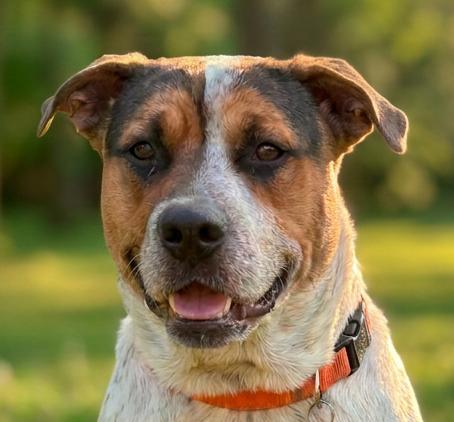 Jethro, ADOPTABLE, Adult Male Australian Cattle Dog / Blue Heeler & Boxer.