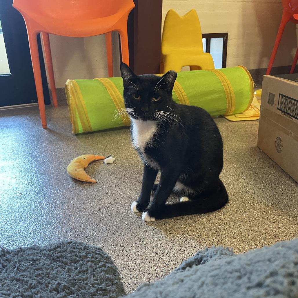 P 21 (Espresso), Adoptable, Young Male Domestic Short Hair.