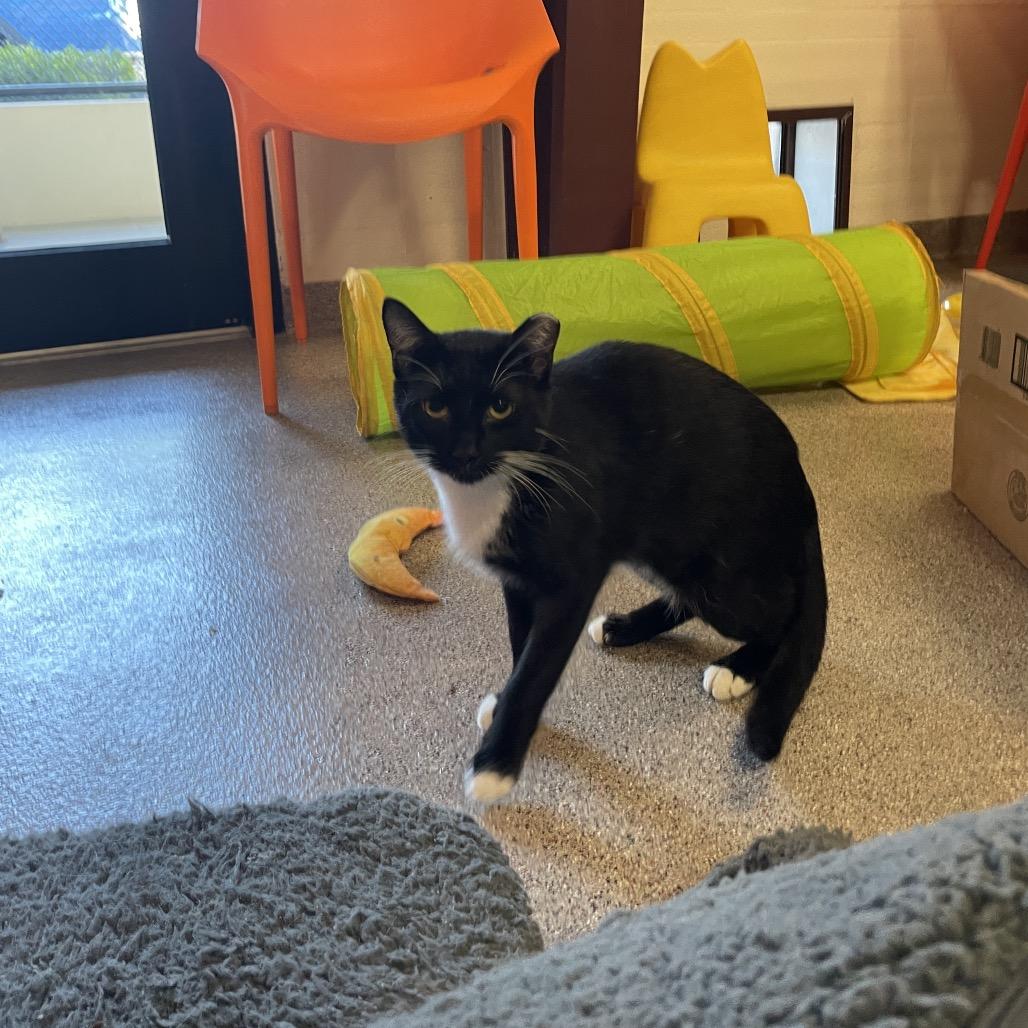 Enlarge P 21 (Espresso), a Adoptable Domestic Short Hair in Sarasota, FL image 2/6