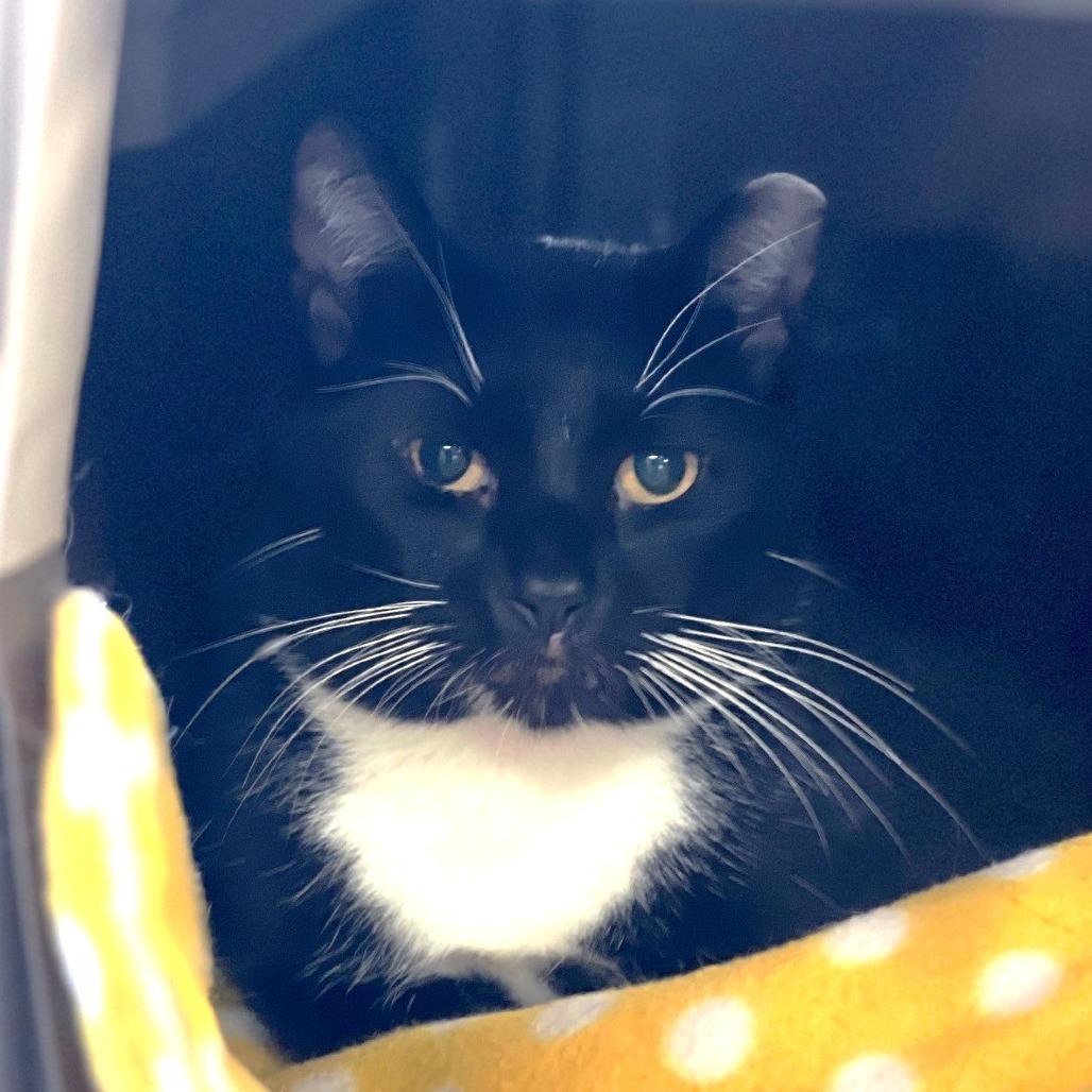 Enlarge P 21 (Espresso), a Adoptable Domestic Short Hair in Sarasota, FL image 3/6