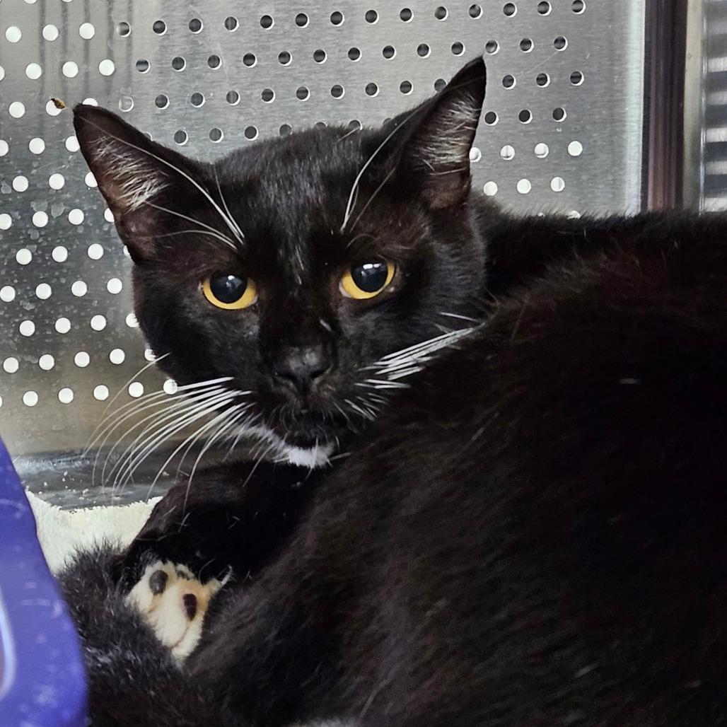 Enlarge P 21 (Espresso), a Adoptable Domestic Short Hair in Sarasota, FL image 4/6