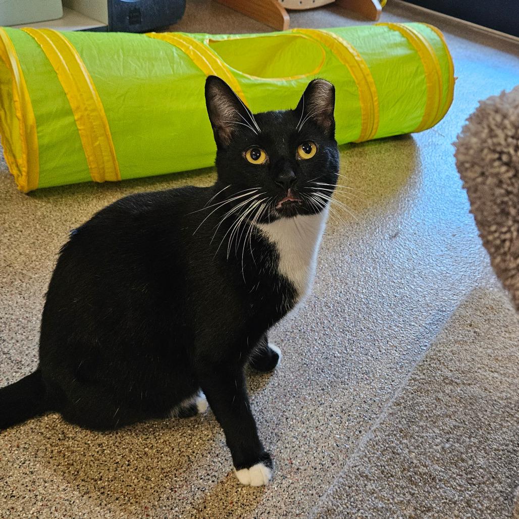 Enlarge P 21 (Espresso), a Adoptable Domestic Short Hair in Sarasota, FL image 5/6