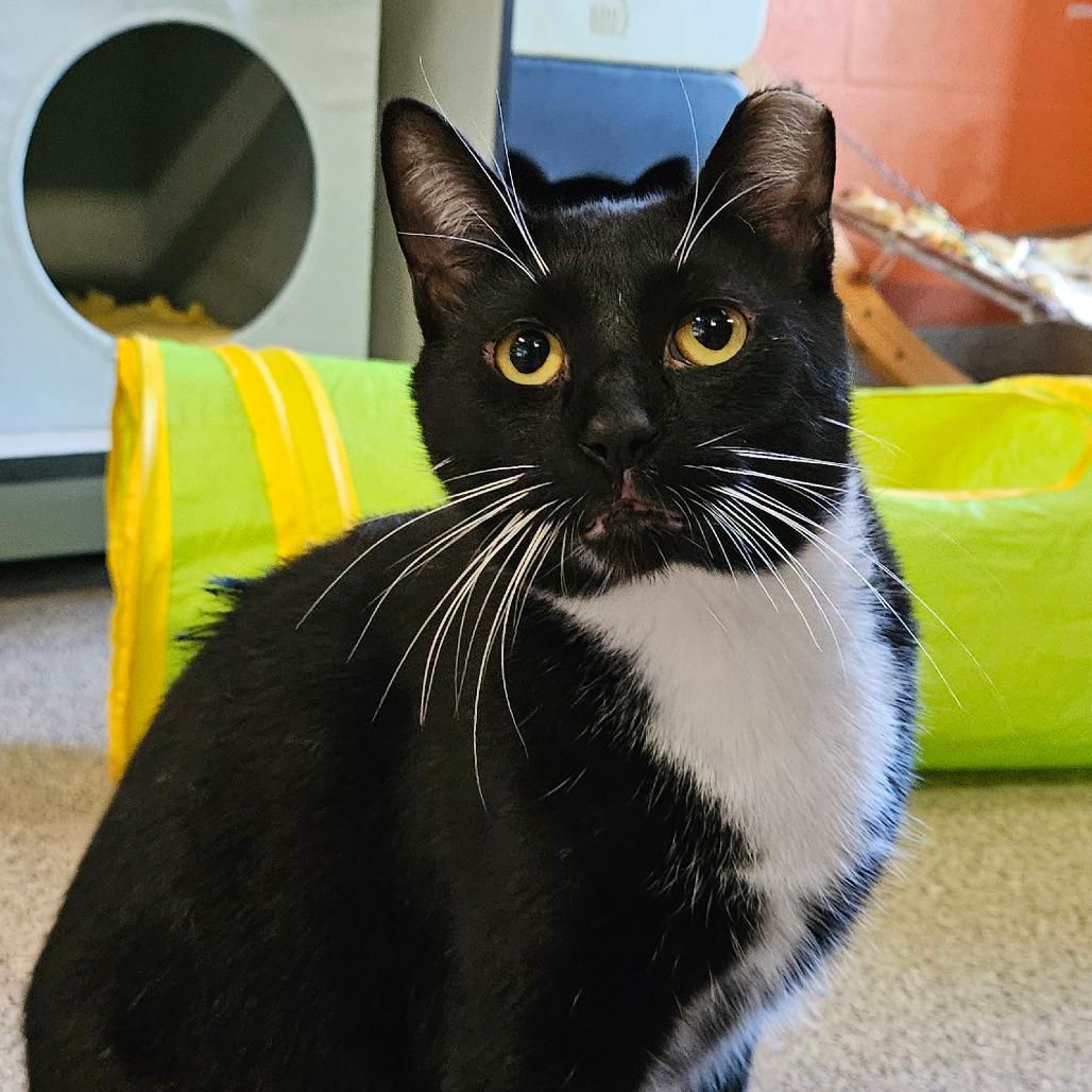 Enlarge P 21 (Espresso), a Adoptable Domestic Short Hair in Sarasota, FL image 6/6