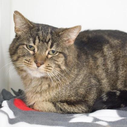Teddy, Adoptable, Young Male Domestic Long Hair & Domestic Short Hair.