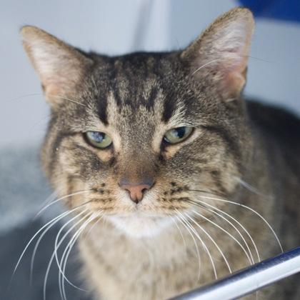 Teddy, a Adoptable mixed breed in Verona, WI image 2/3