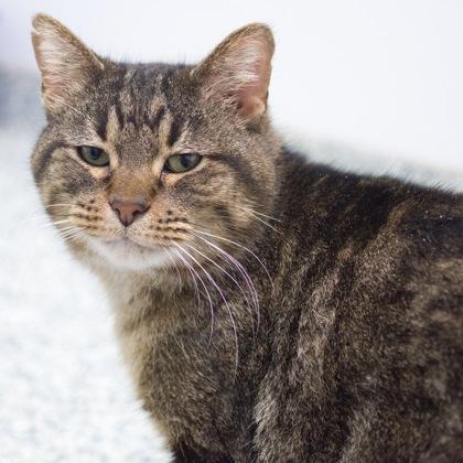 Teddy, a Adoptable mixed breed in Verona, WI image 3/3